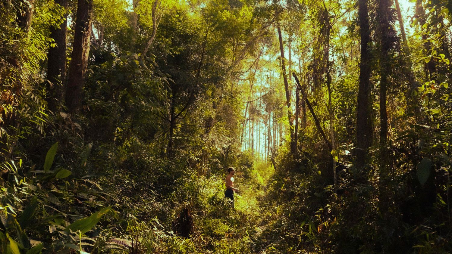 ensaio masculino externo. fotografia no meio da floresta com modelo pequeno diante a natureza de mata fechada.