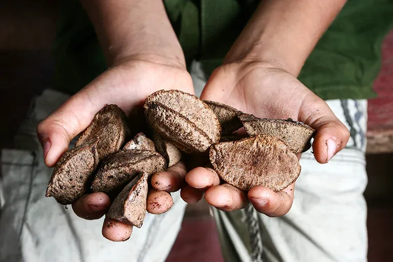 Close-up sequence showing someone sorting and examining different shapes of brown truffles on a light surface.