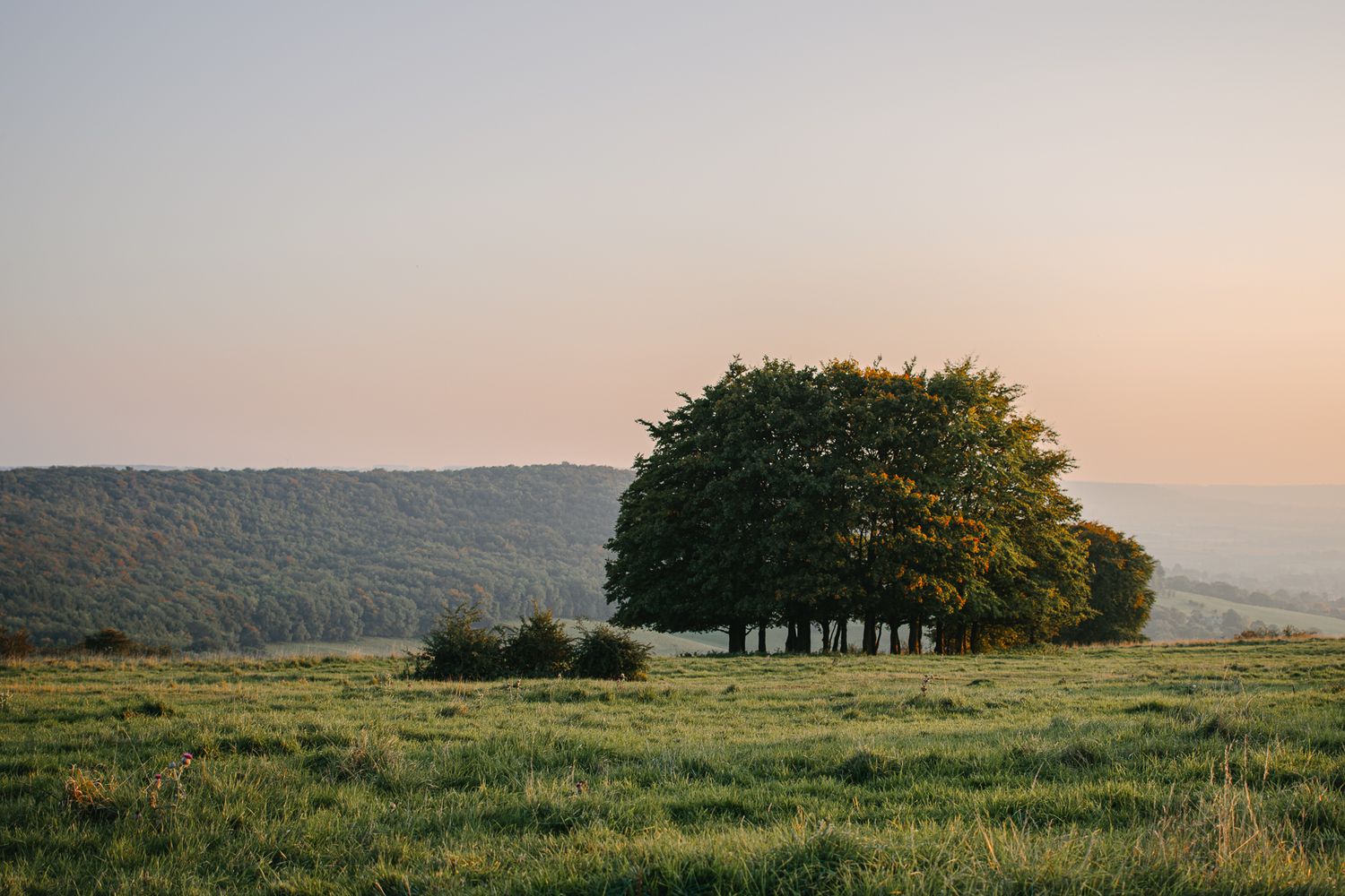 Scenic sunset landscape with cluster of trees on hilltop meadow overlooking rolling hills in golden evening light.