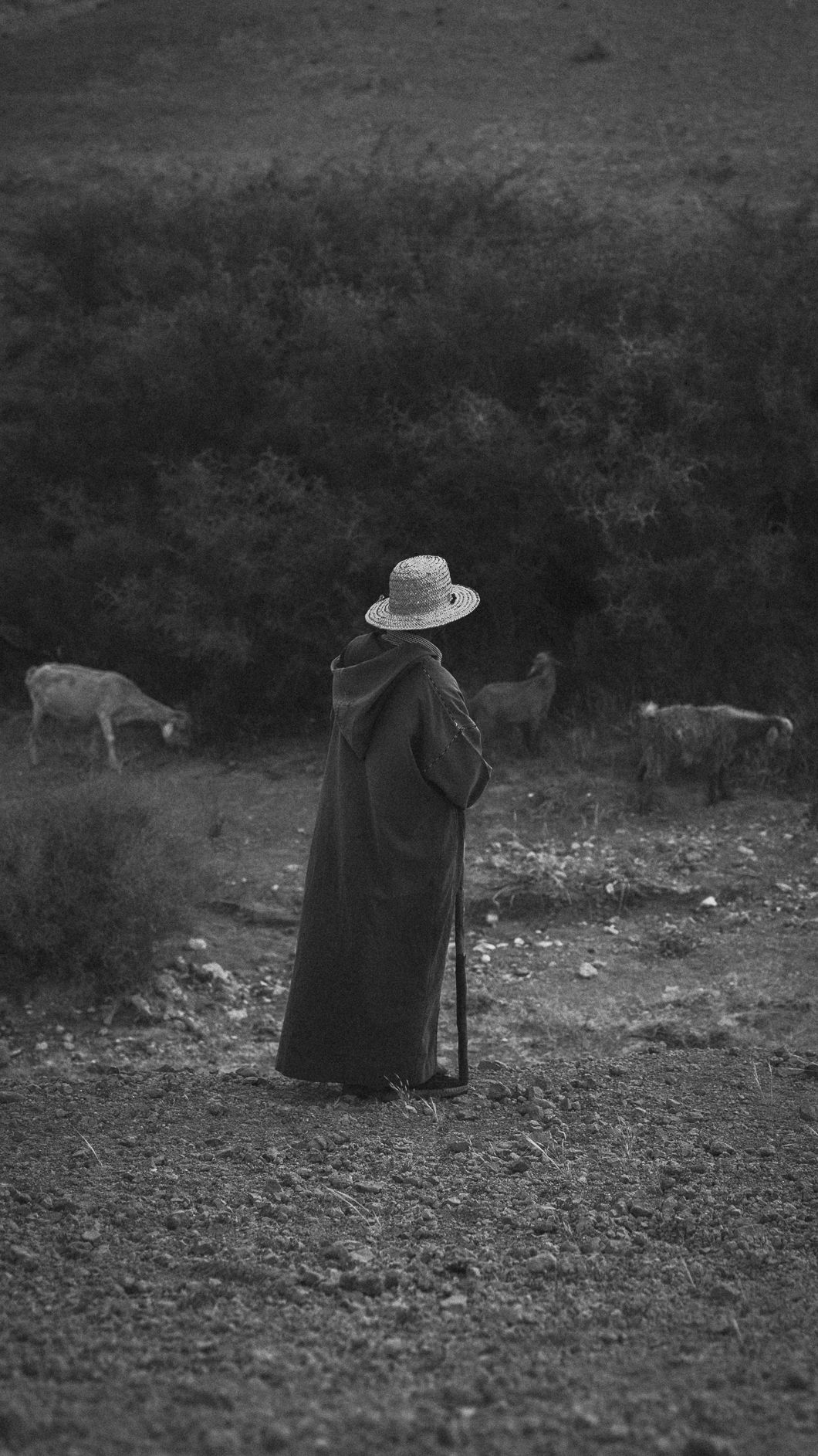 A solitary shepherd in a long cloak and hat stands on a hillside watching over grazing sheep in black and white.