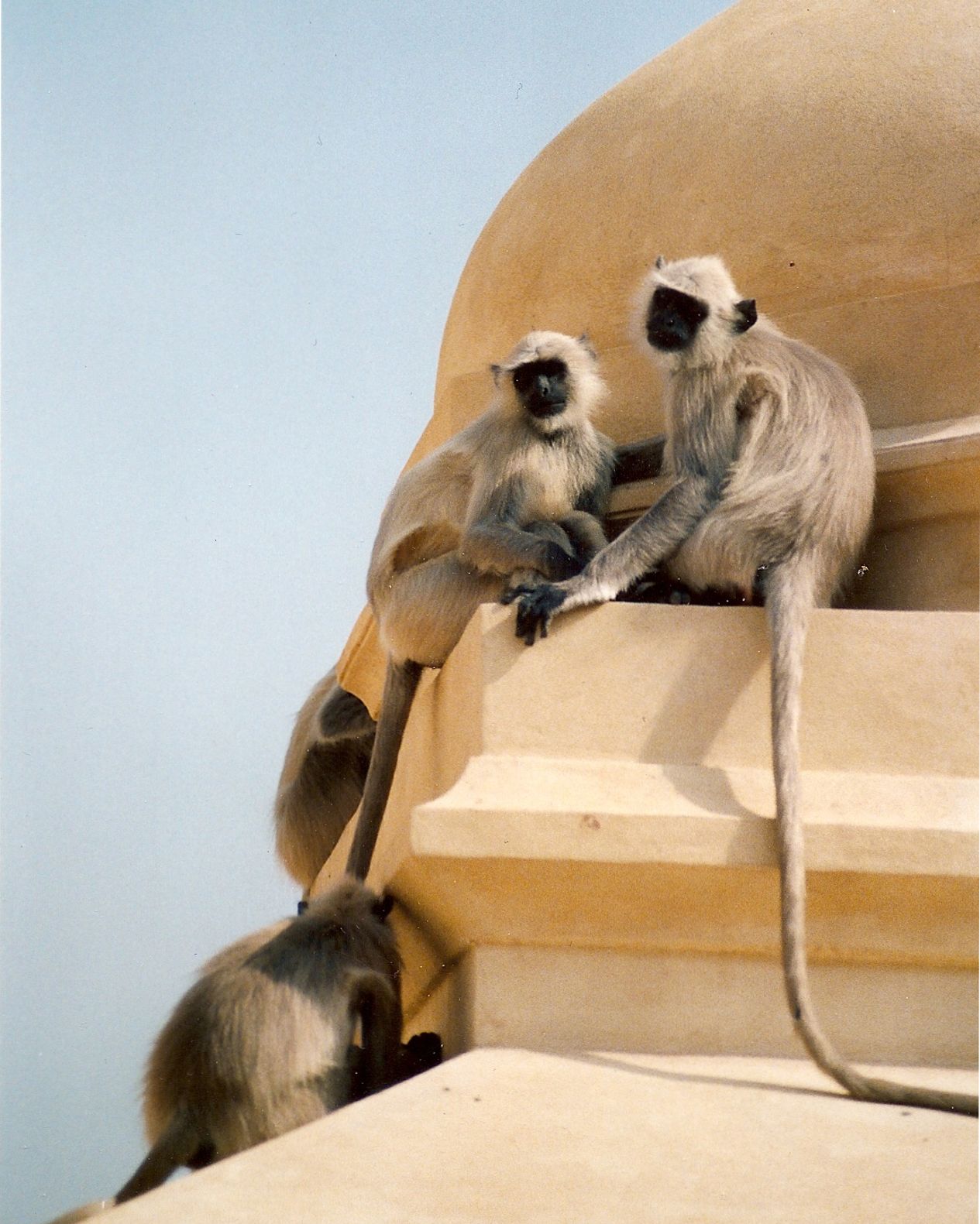 Gray langur monkeys perched on a tan stone building facade in India, showing their distinctive long tails.