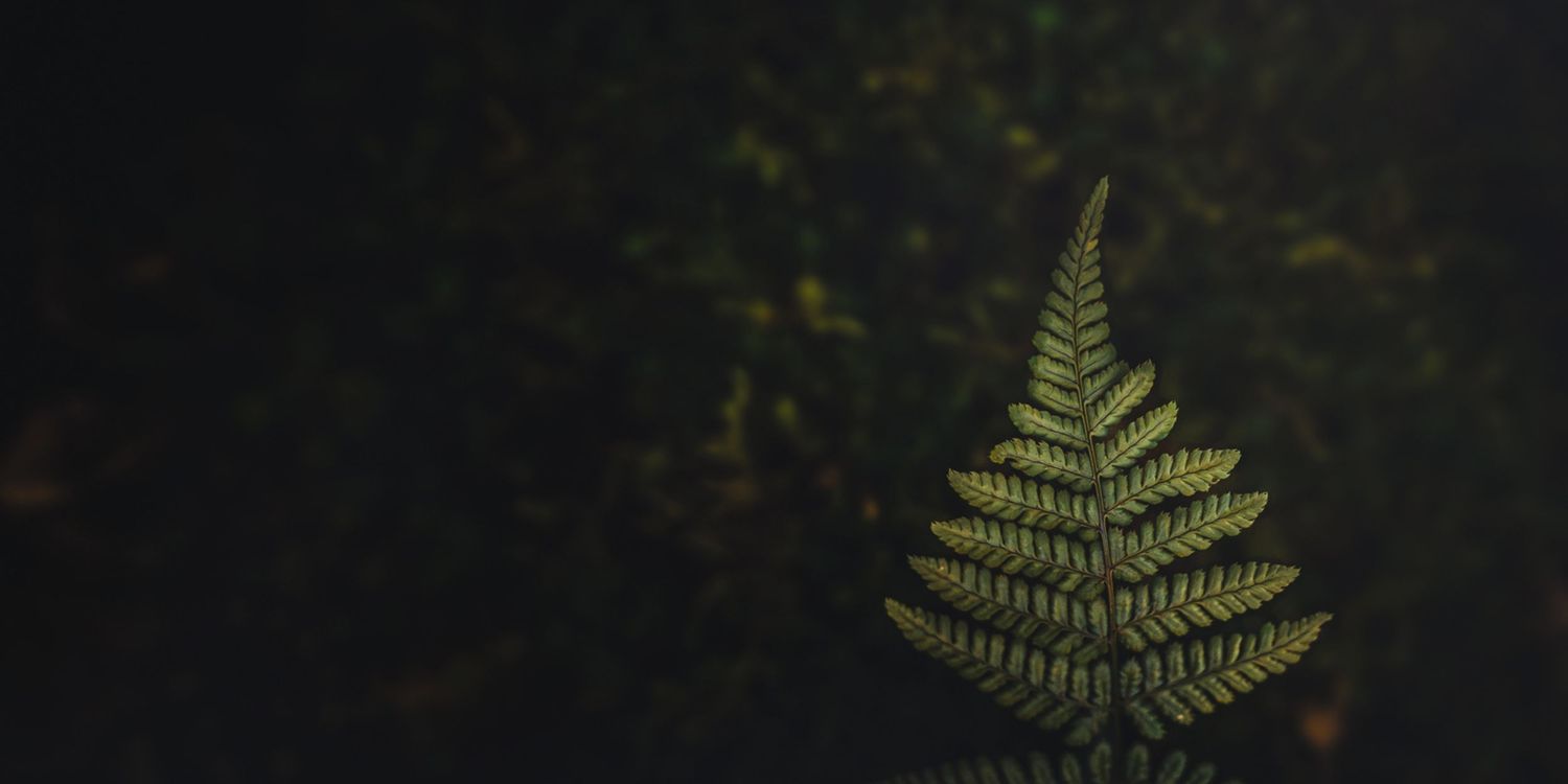 Lush green fern fronds unfold against a dark background in dramatic lighting.