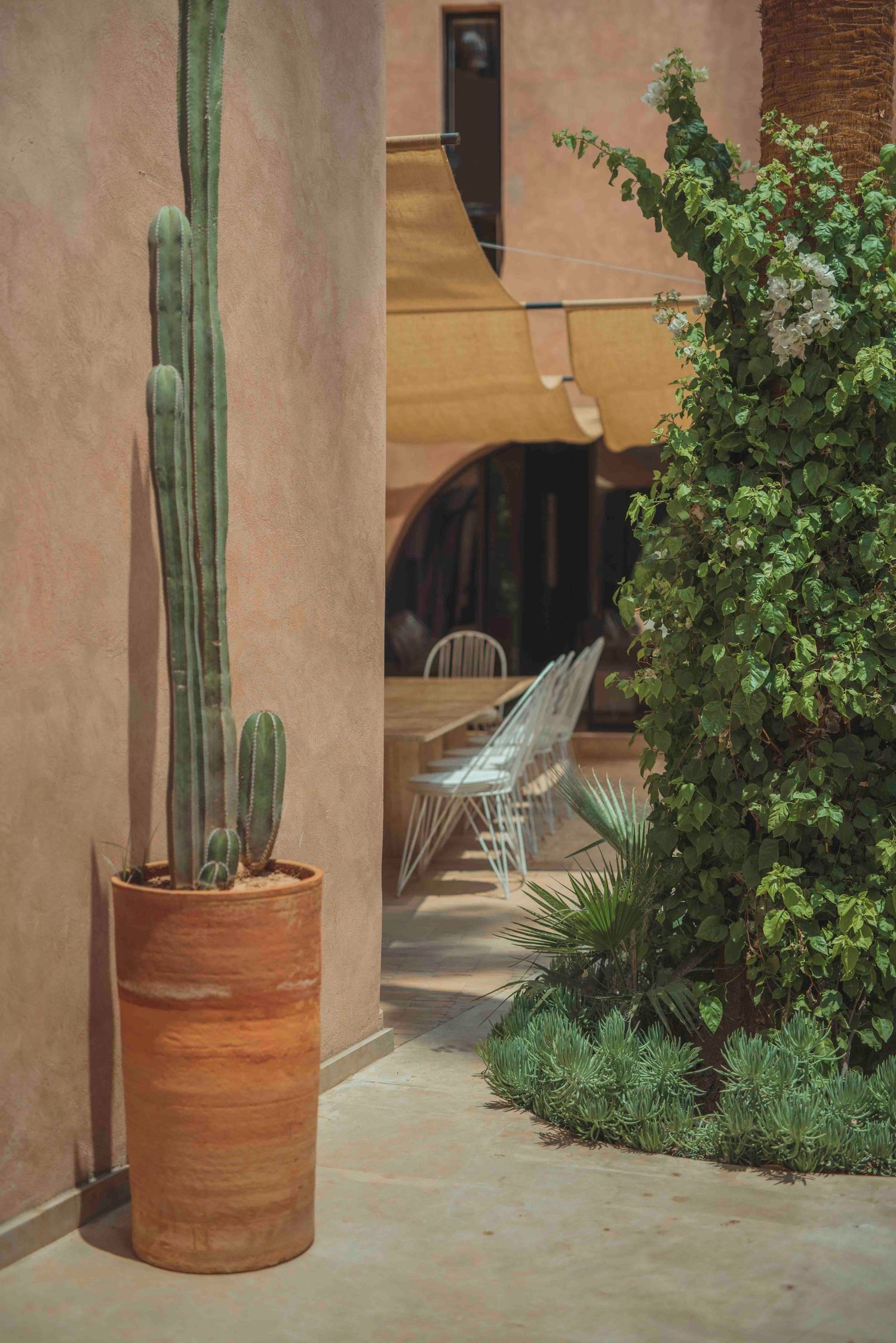Tall cactus in terracotta pot against pink stucco wall with architectural archway.