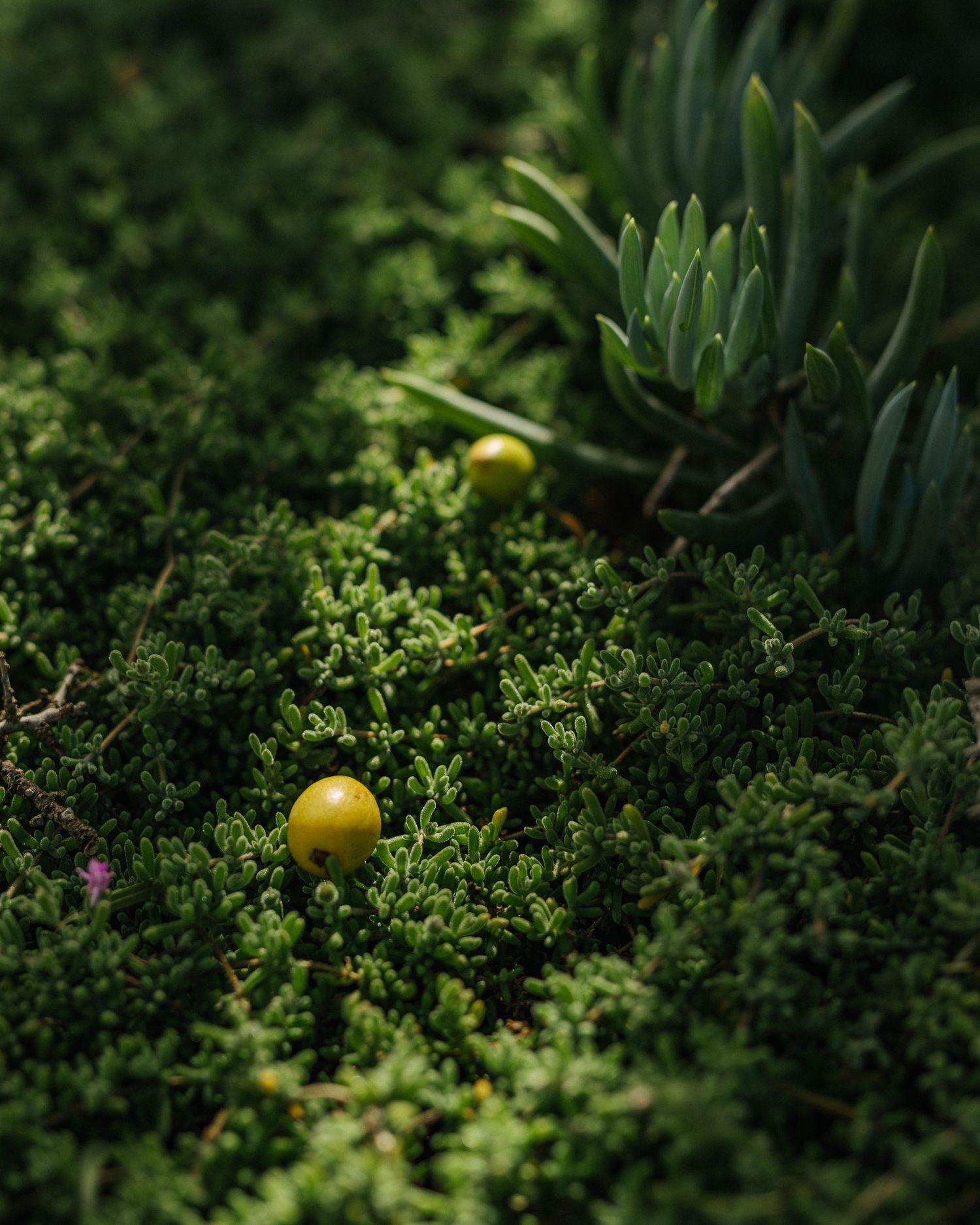 Yellow berries nestled among lush green moss and succulent plants in a garden setting.