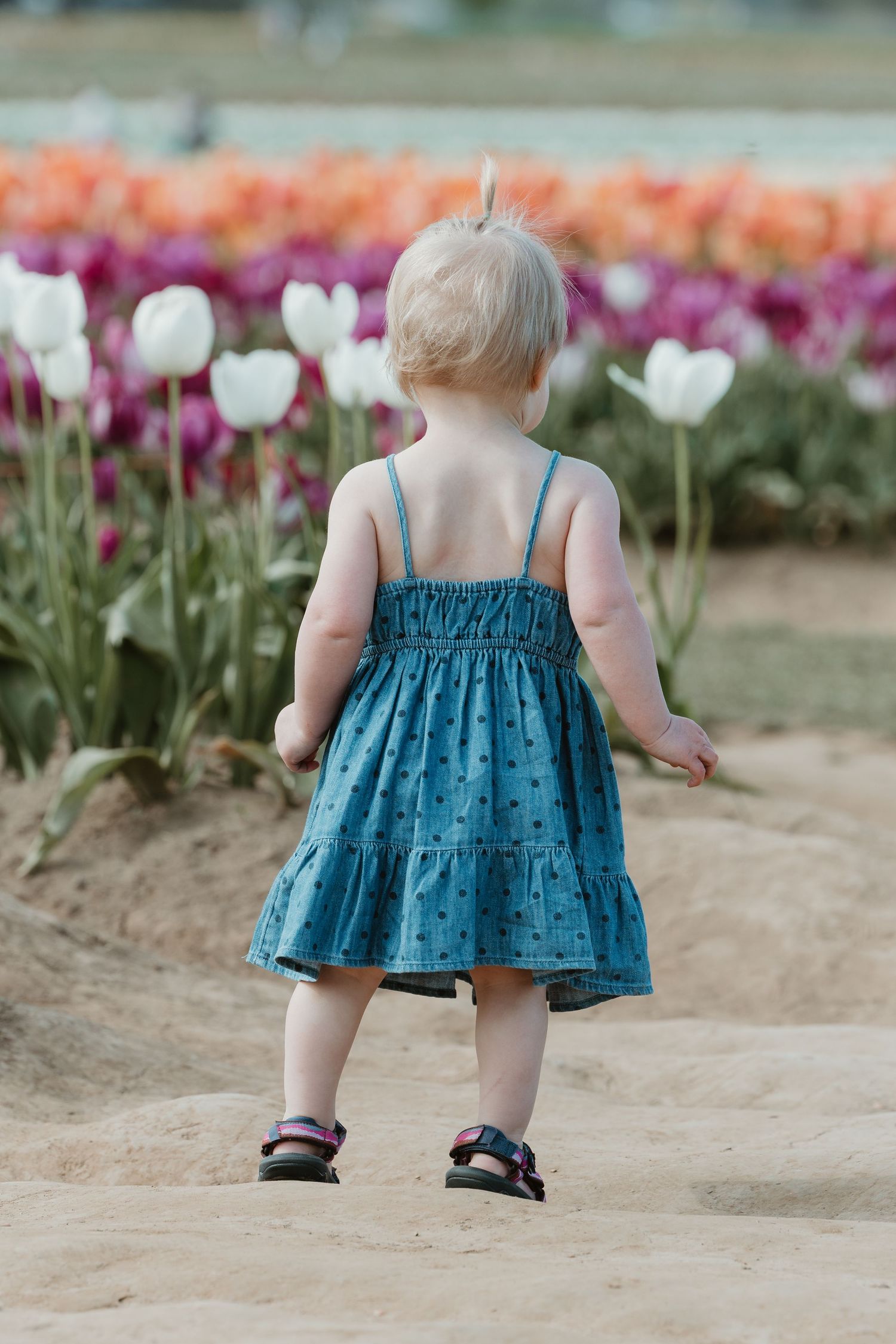 Small child in a blue dress looking at colorful tulips in a garden.