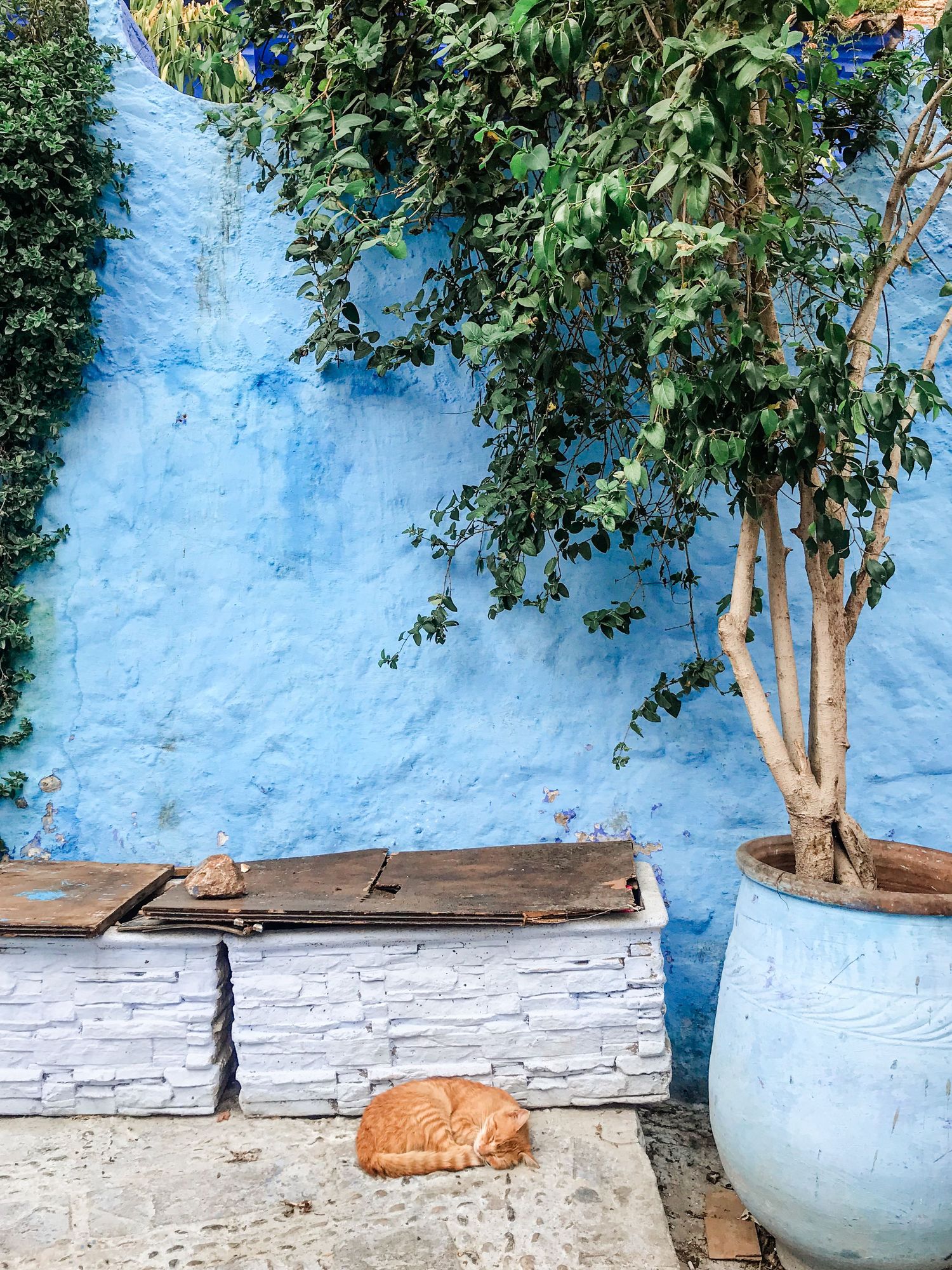 Blue painted wall with white base and overhanging green foliage in Chefchaouen.