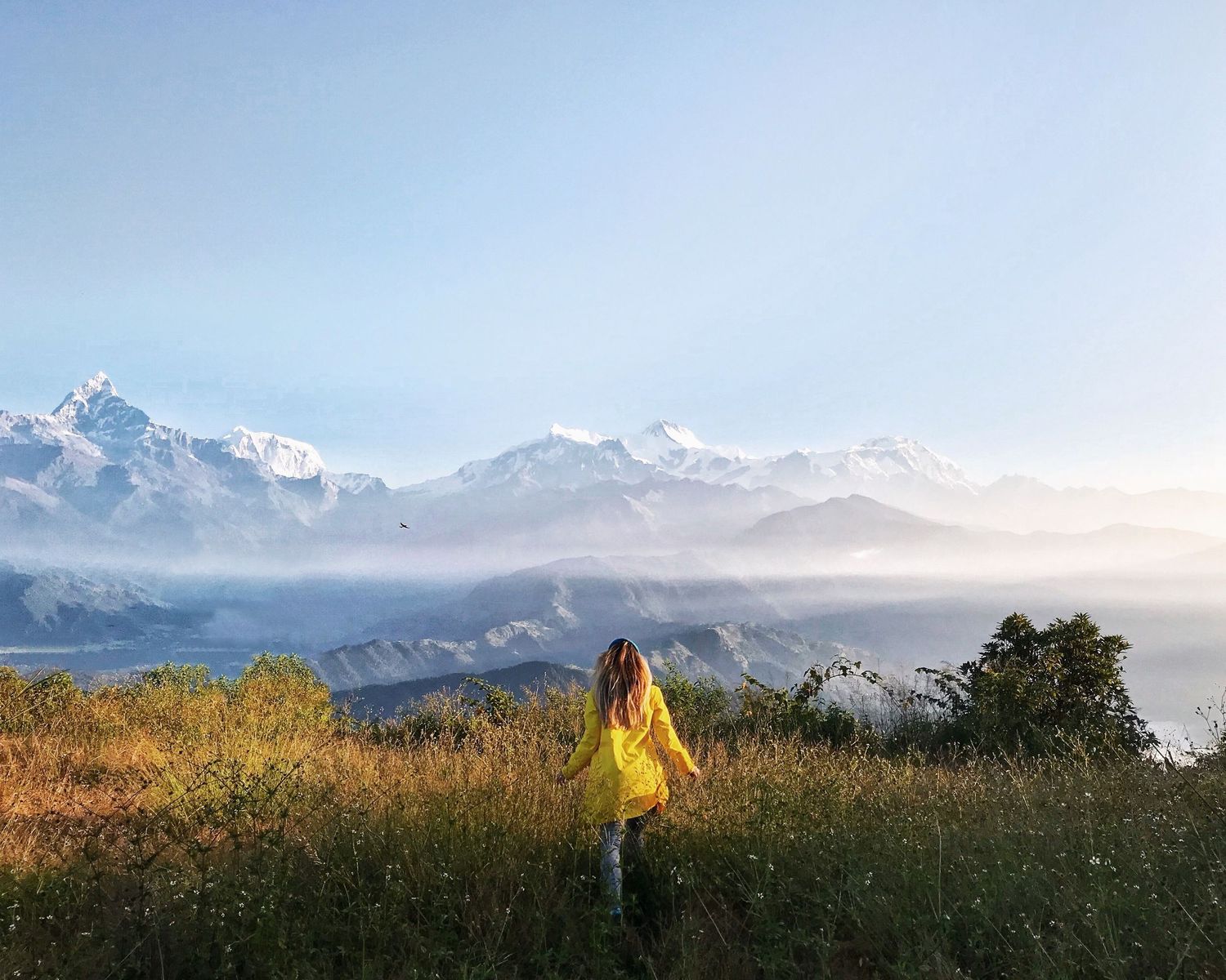 Panoramic view of snow-capped mountains with golden field in foreground.