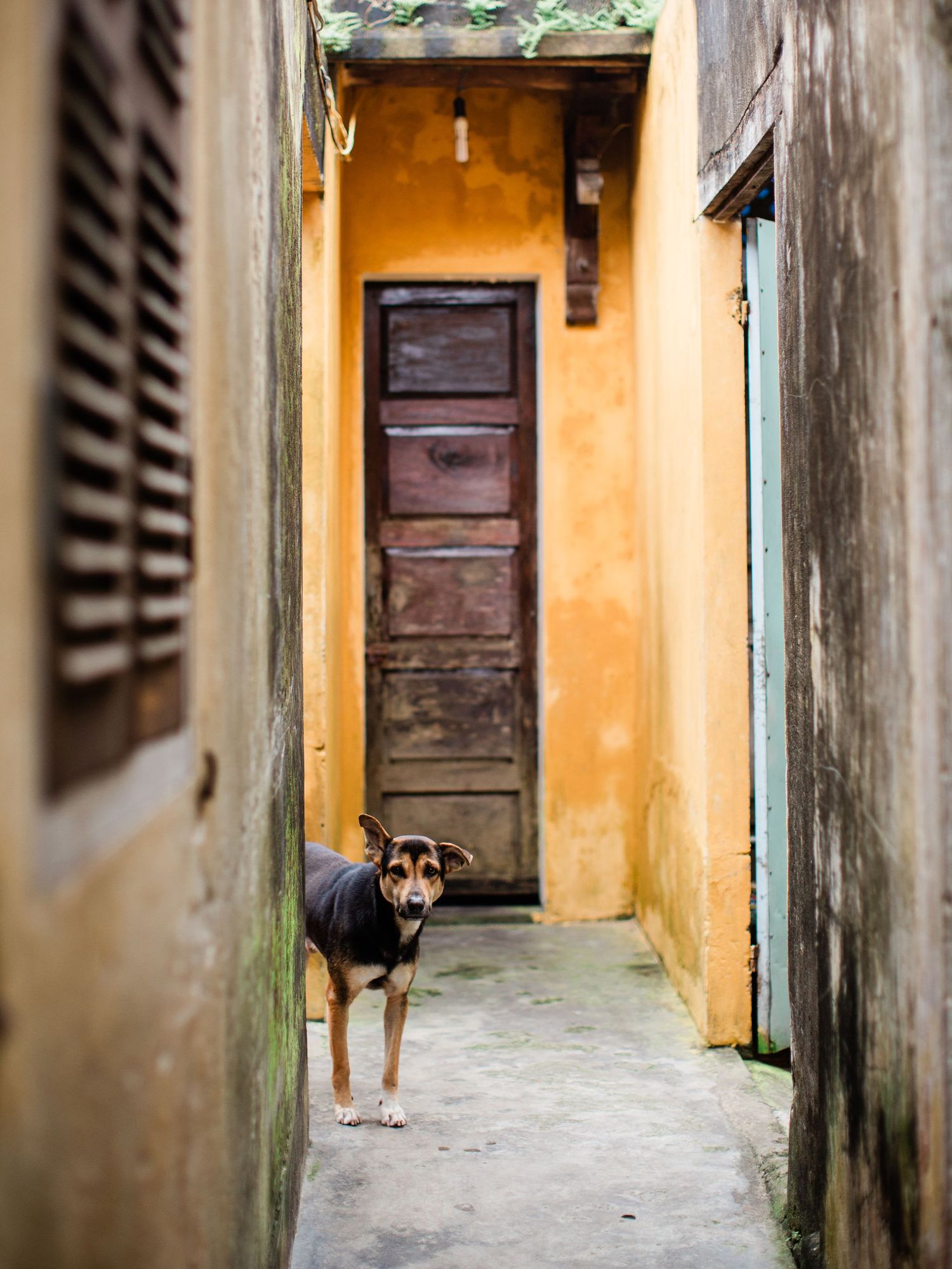 Small dog standing in a narrow alleyway with yellow walls and wooden door.