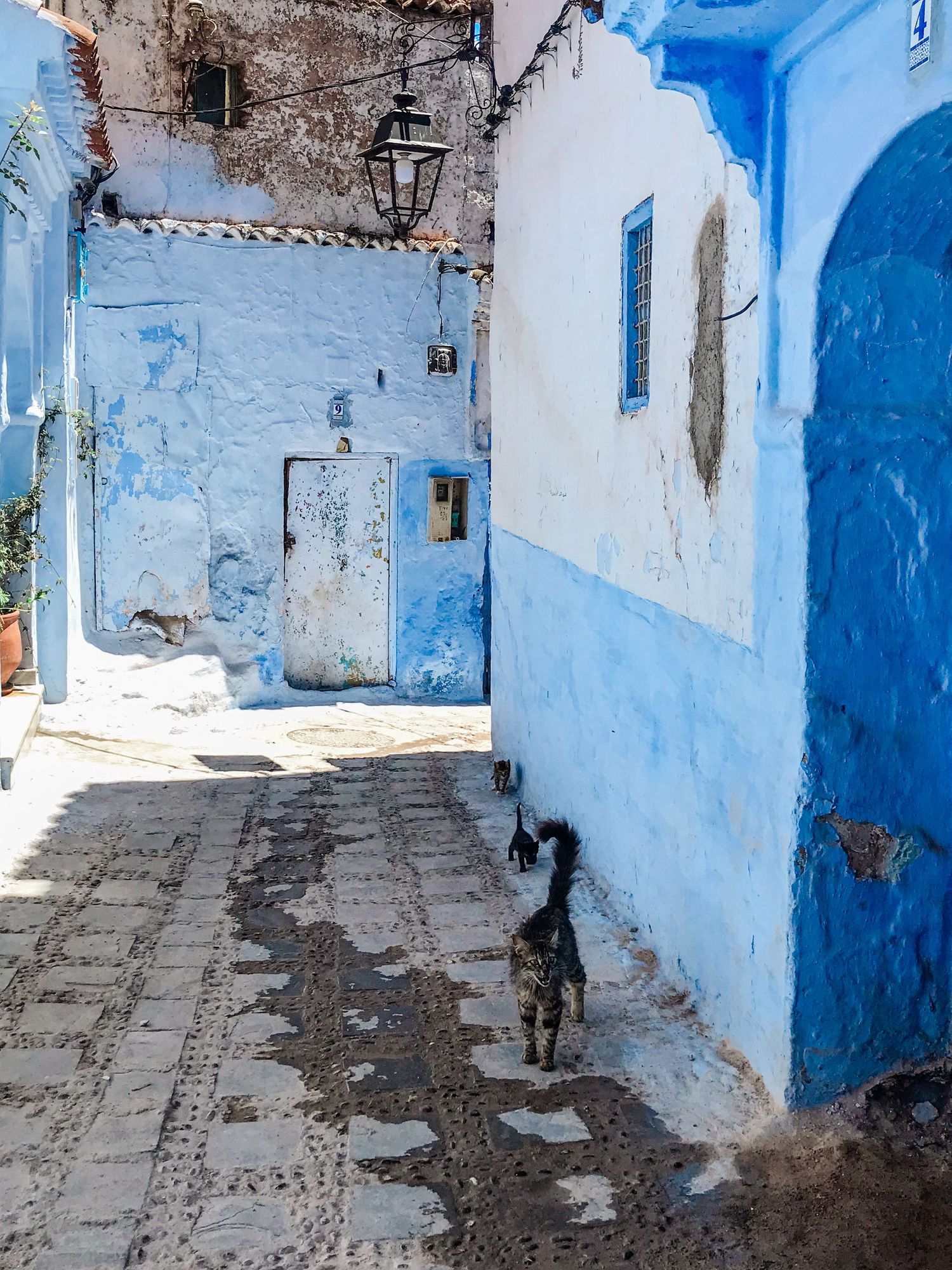 Cobblestone path between blue and white painted buildings in a Moroccan village.