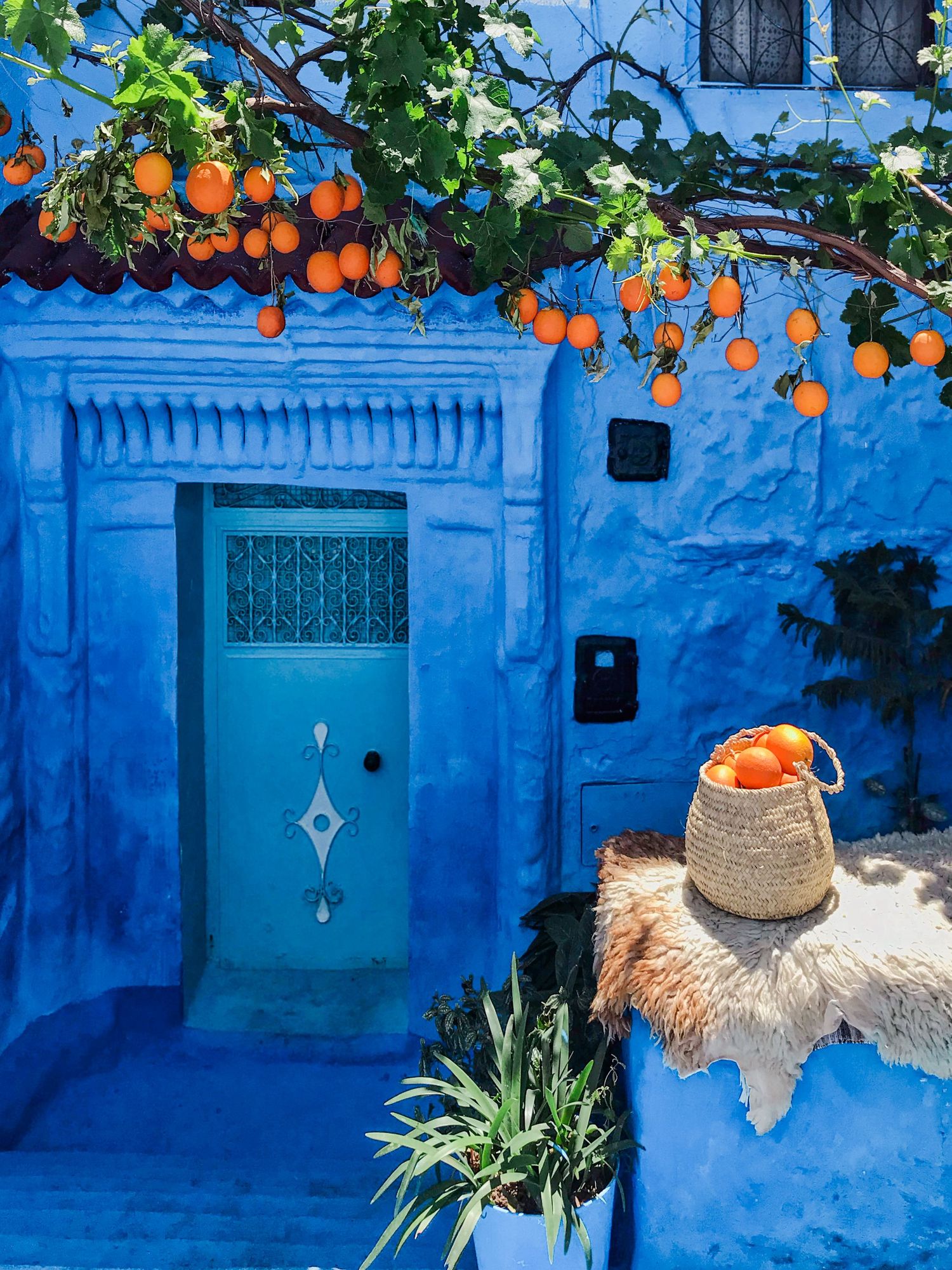 Vibrant oranges hanging from trees against bright blue painted walls in Chefchaouen, Morocco.