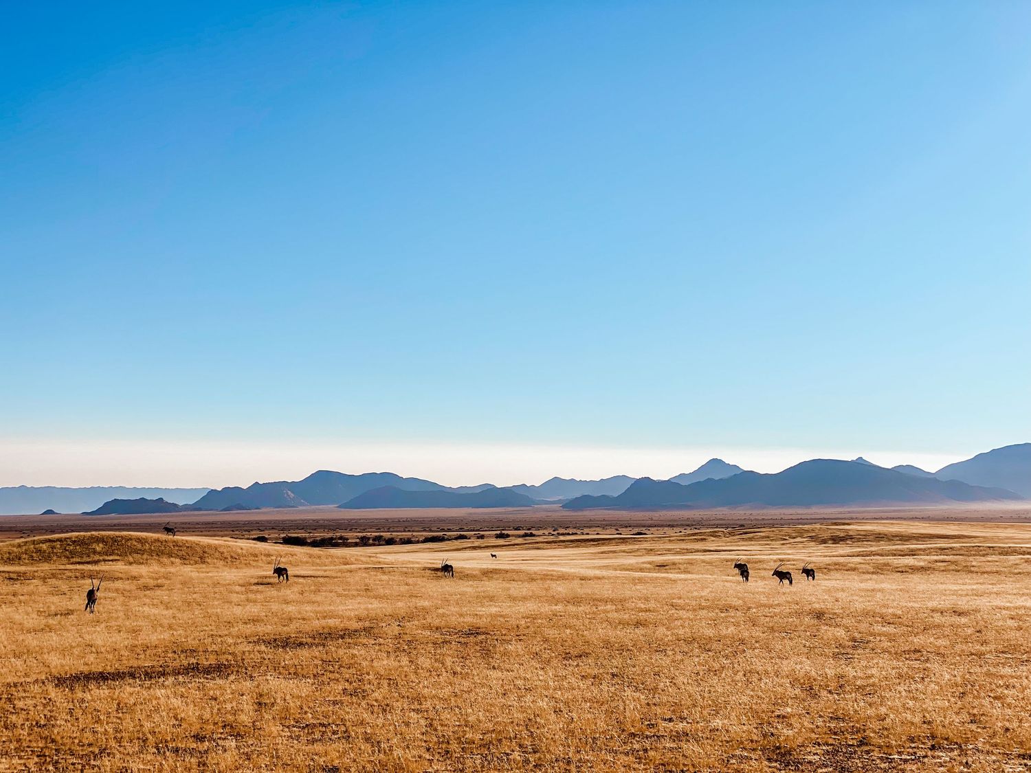 Golden grassland stretches toward distant mountains under clear blue sky in a vast desert landscape.