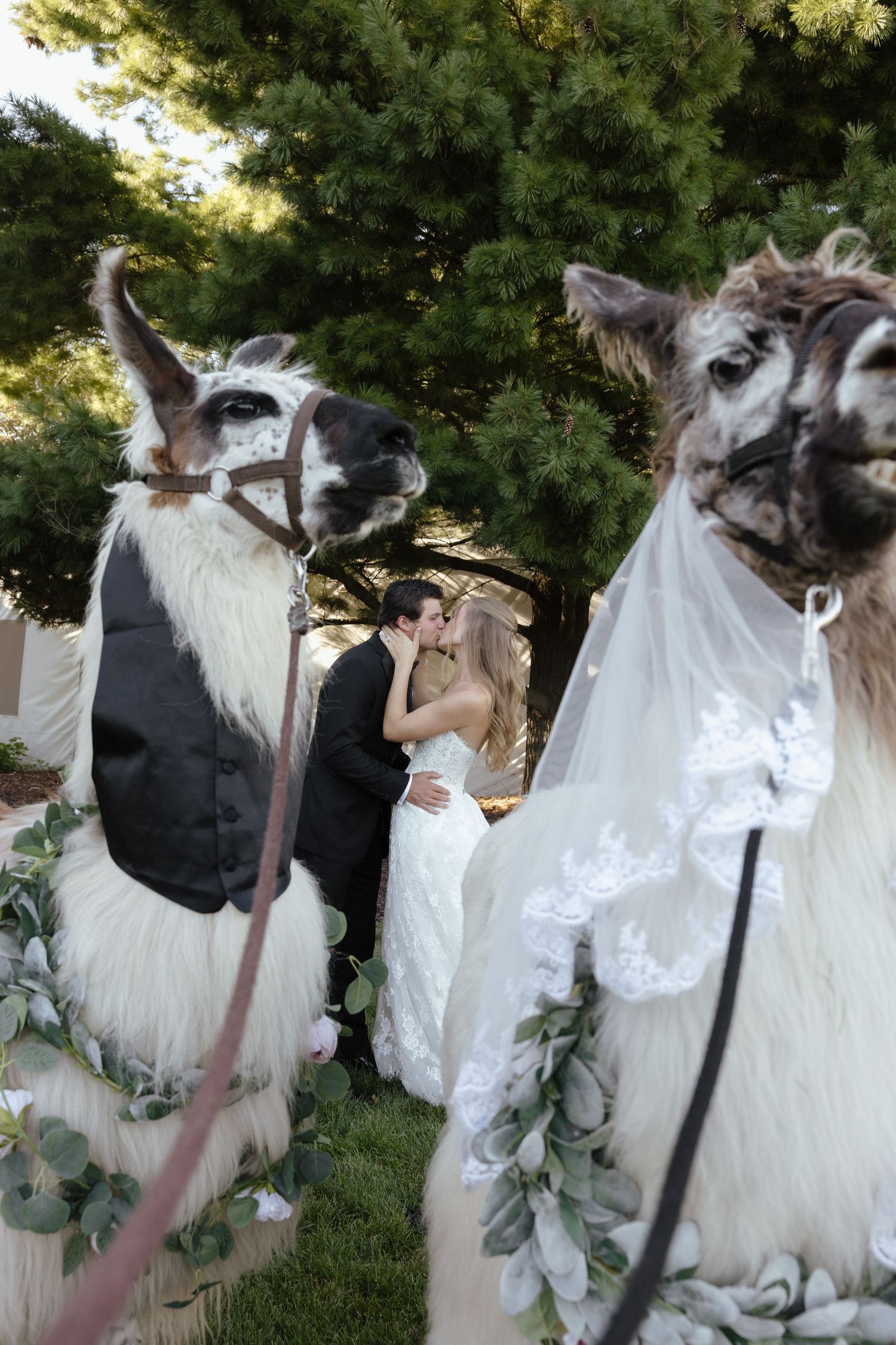 Bride and groom kissing with two dressed llamas in wedding attire foreground.
