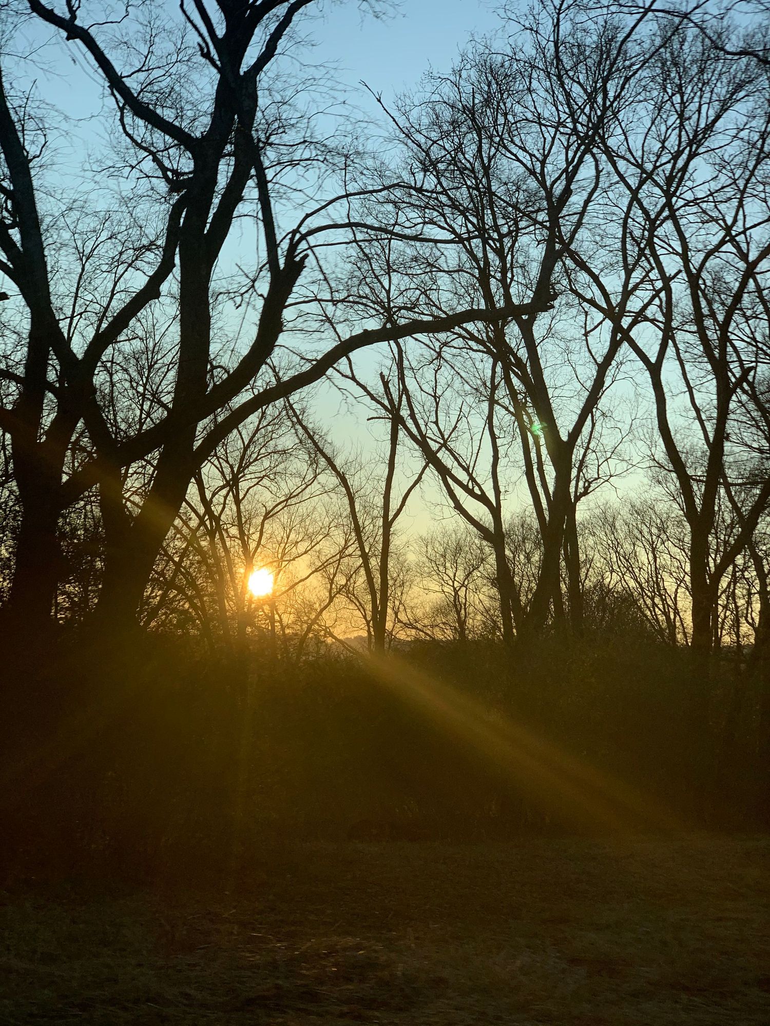 Sunset shining through the trees in a peaceful wooded landscape
