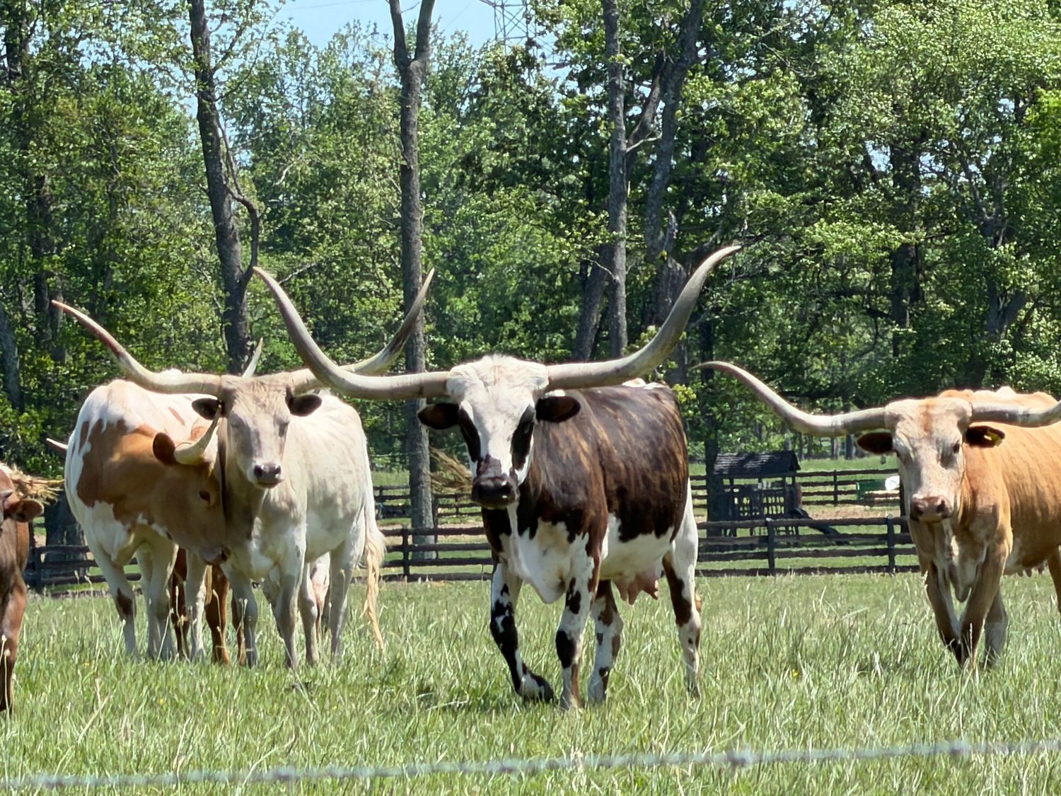 Texas Longhorn cattle standing together in a pasture