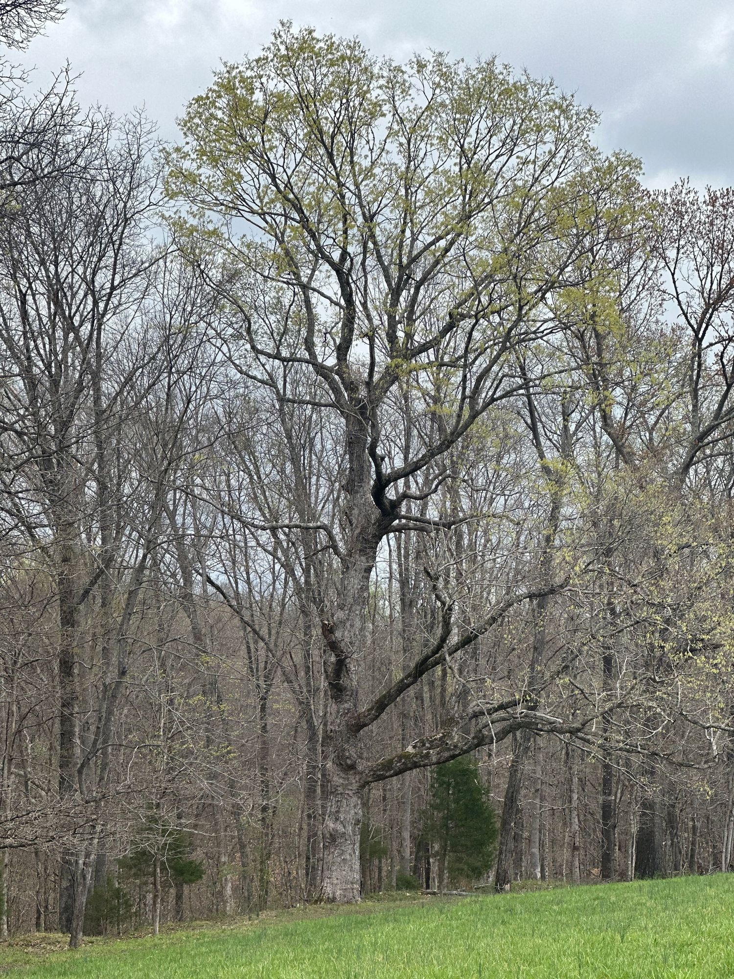 Large tree in a peaceful wooded landscape