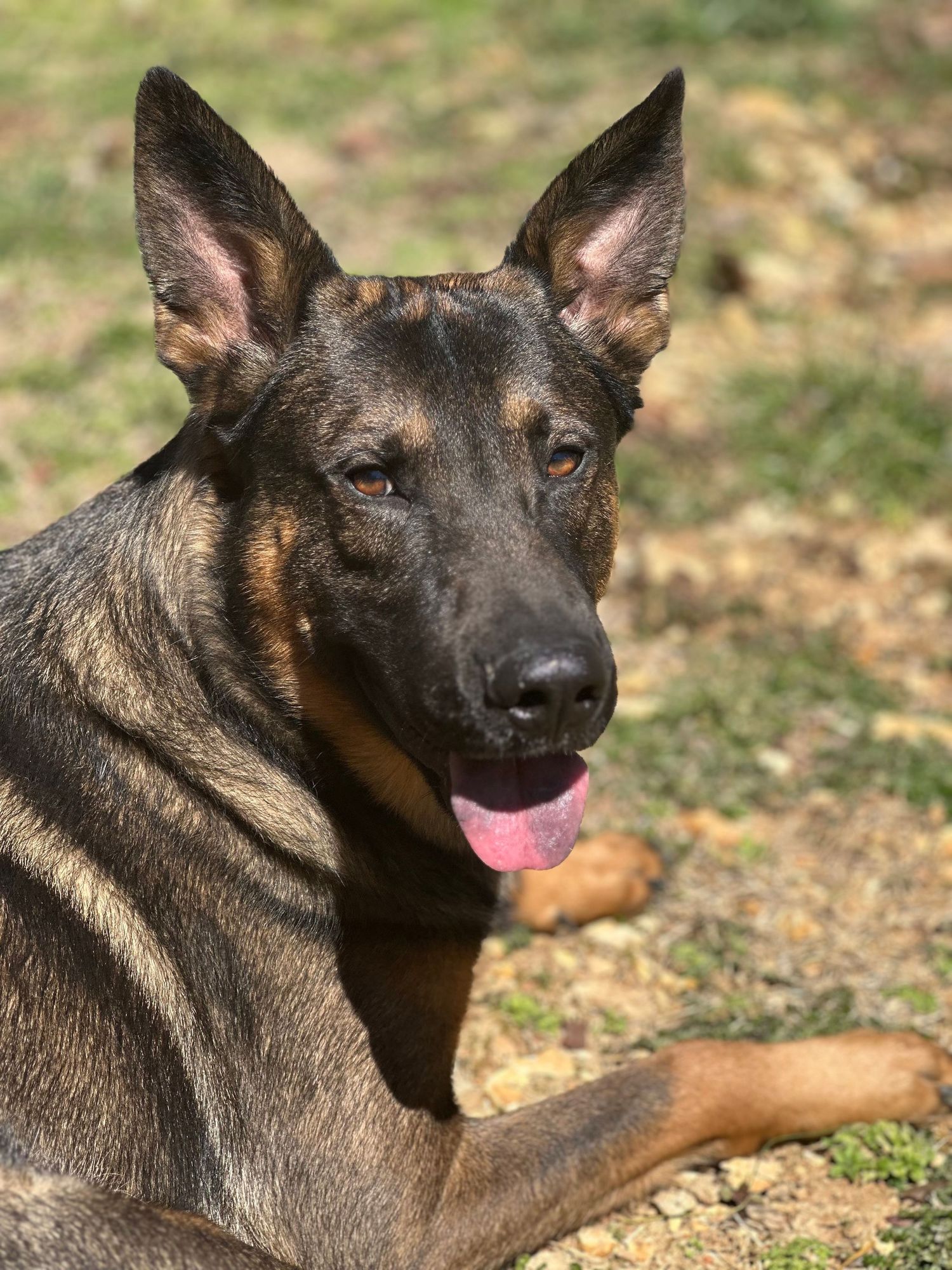 Portrait of a German Shepherd outdoors