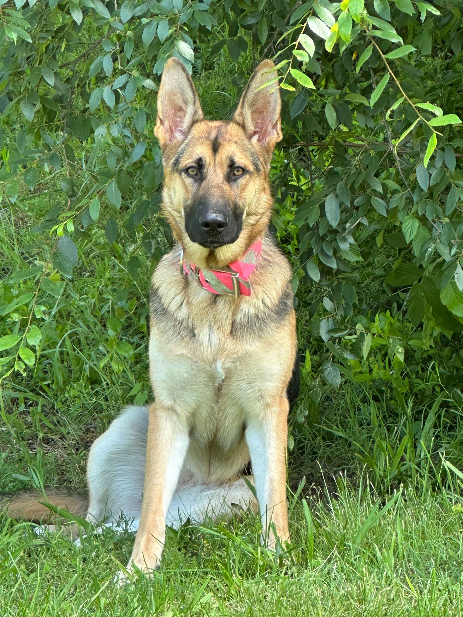 Portrait of a German Shepherd outdoors