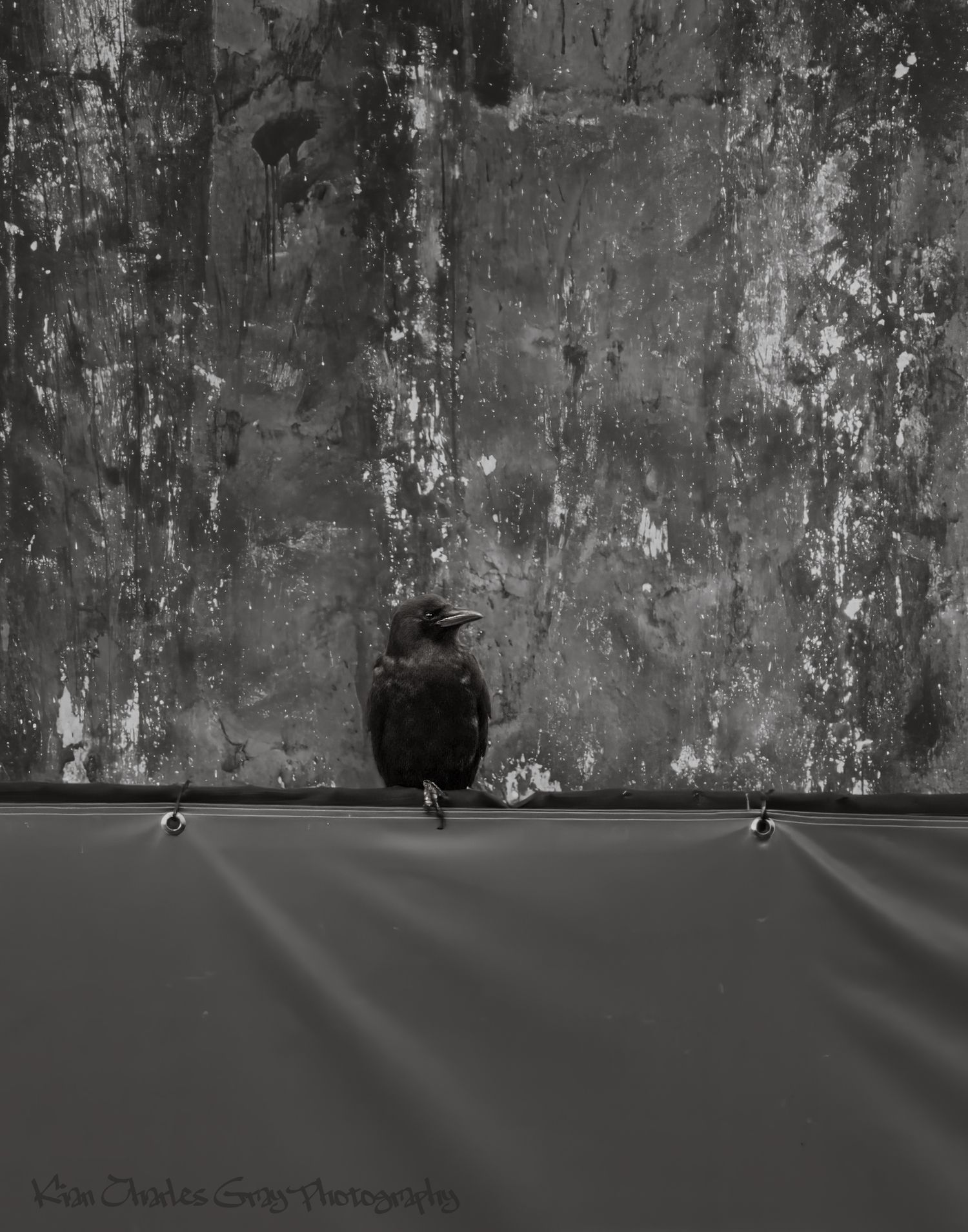 Black and white photograph of a crow perched on a barrier in front of a weathered wall with peeling paint and vertical dark streaks.