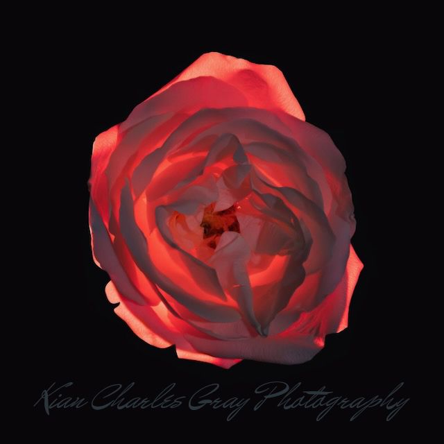 A vibrant red rose in full bloom against a black background, captured by Kian Charles Gray Photography.
