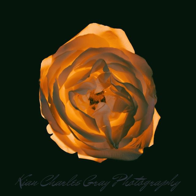 A vibrant orange rose blooms against a dark background in this striking fine art photograph by Kian Charles Gray.