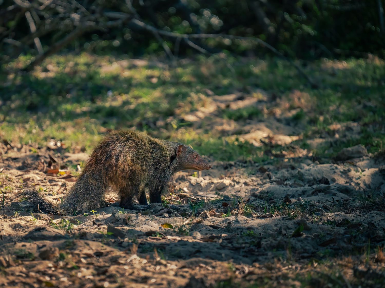 A small brown rodent forages on sandy ground in a shaded woodland area with green grass and fallen branches.