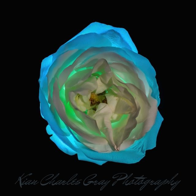 A vibrant blue and white rose with green accents photographed against a black background by Kian Charles Gray Photography.