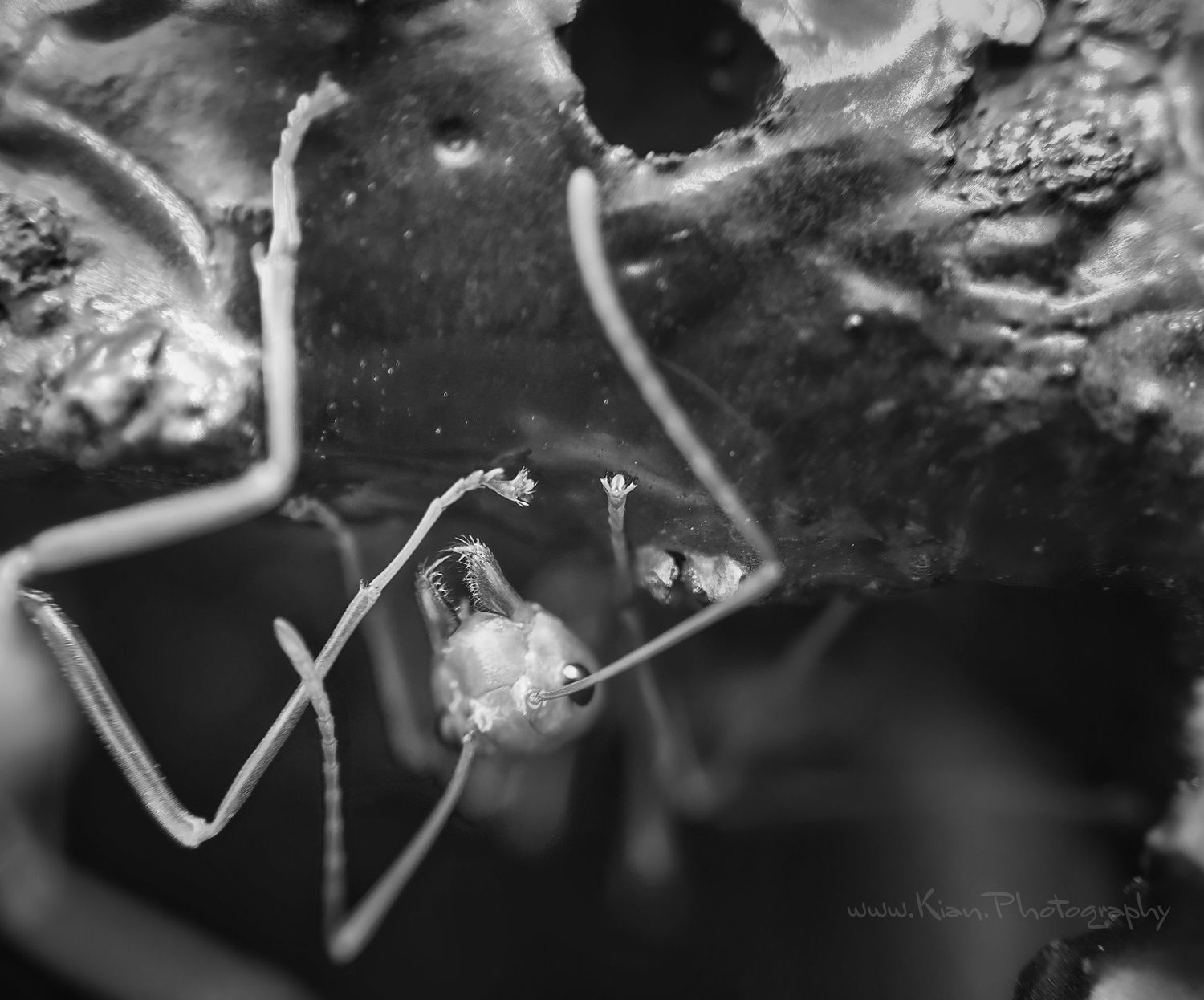 Black and white macro photo of a tiny sea creature on coral underwater.