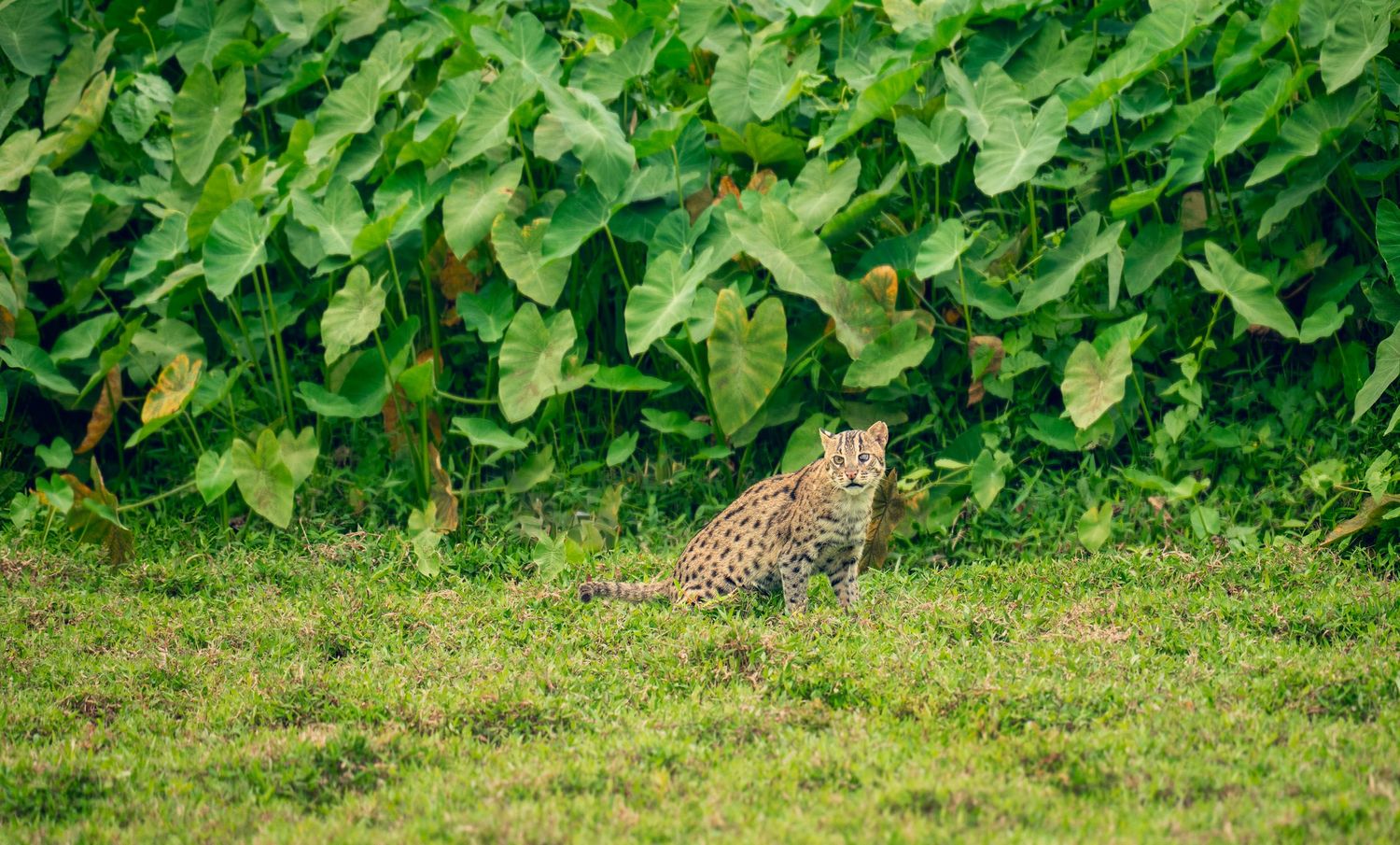 A wild leopard sits on green grass in front of lush tropical foliage in a natural habitat.