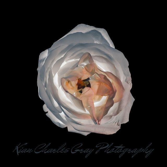 A stunning white rose with soft pink center petals against a black background, captured by Kian Charles Gray Photography.