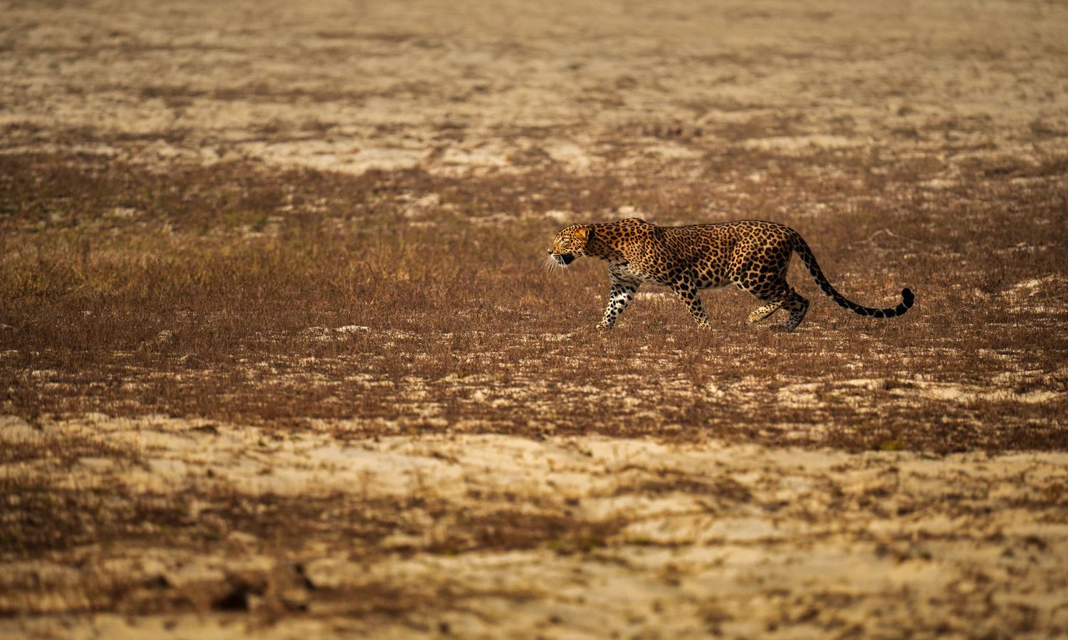 Sri Lankan leopard stalking potential prey across dry grassland in Wilpattu National Park, with warm brown vegetation and pale sandy terrain