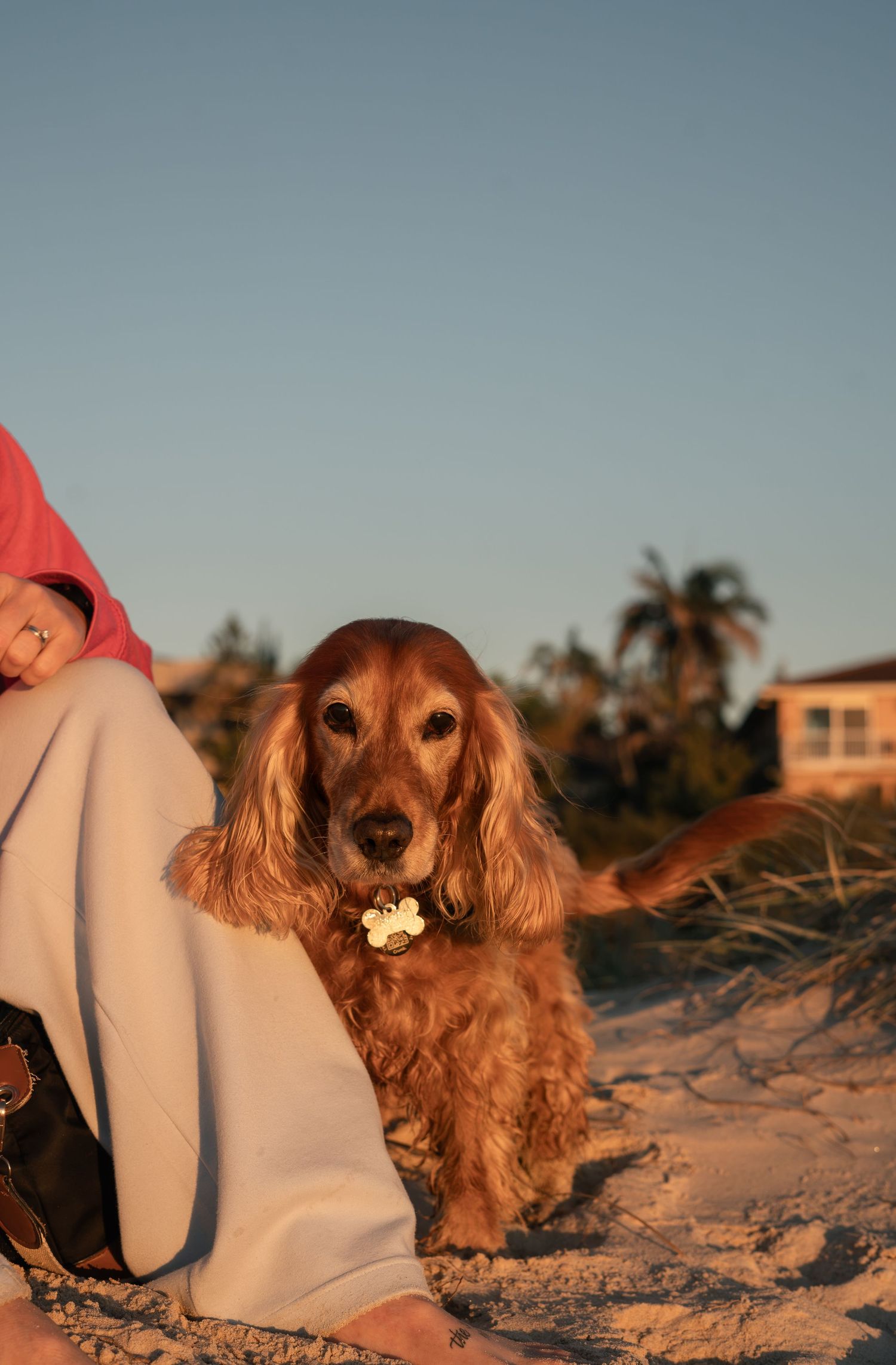 Dog at Gold Coast beach during pet photography session
