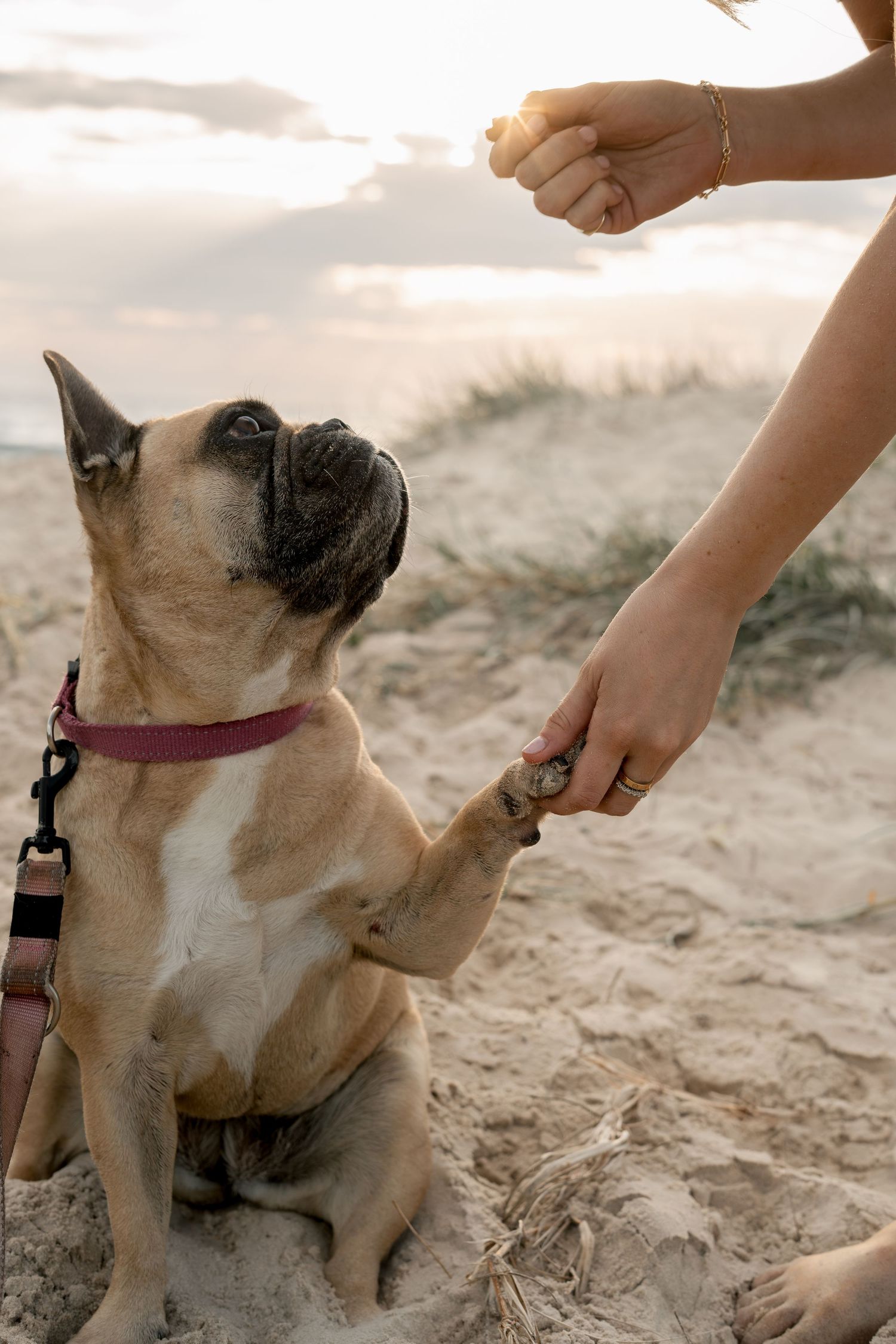 Woman and dog during pet photography session at the Gold Coast