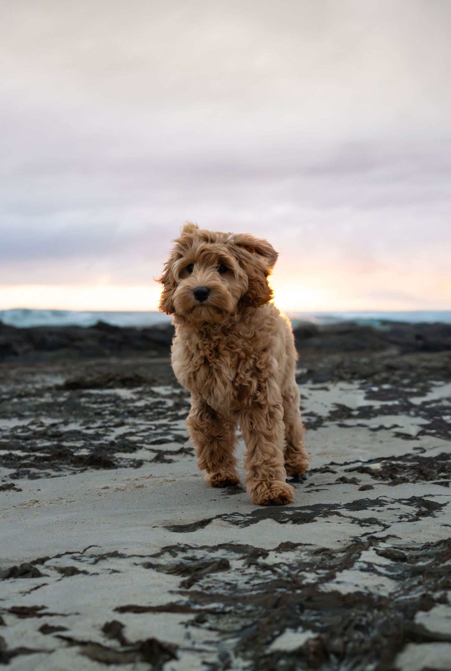 Puppy trotting along Currumbin Beach during a natural Gold Coast dog photography session