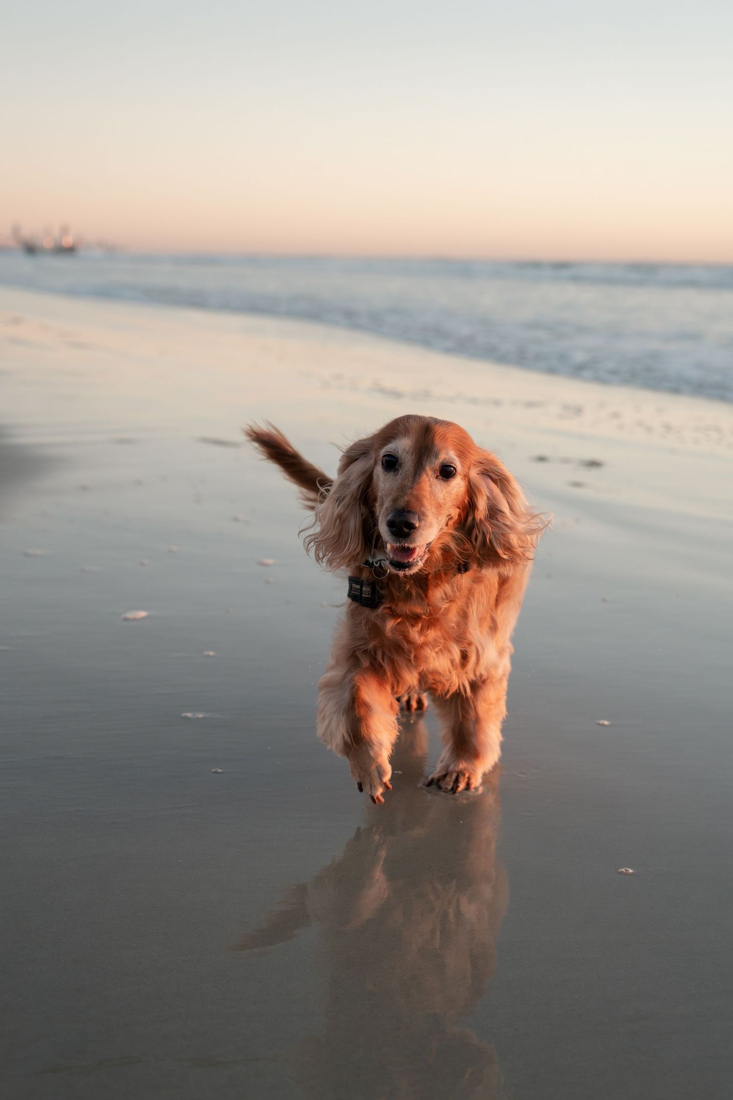 Dog running along Currumbin Beach during a natural Gold Coast dog photography session