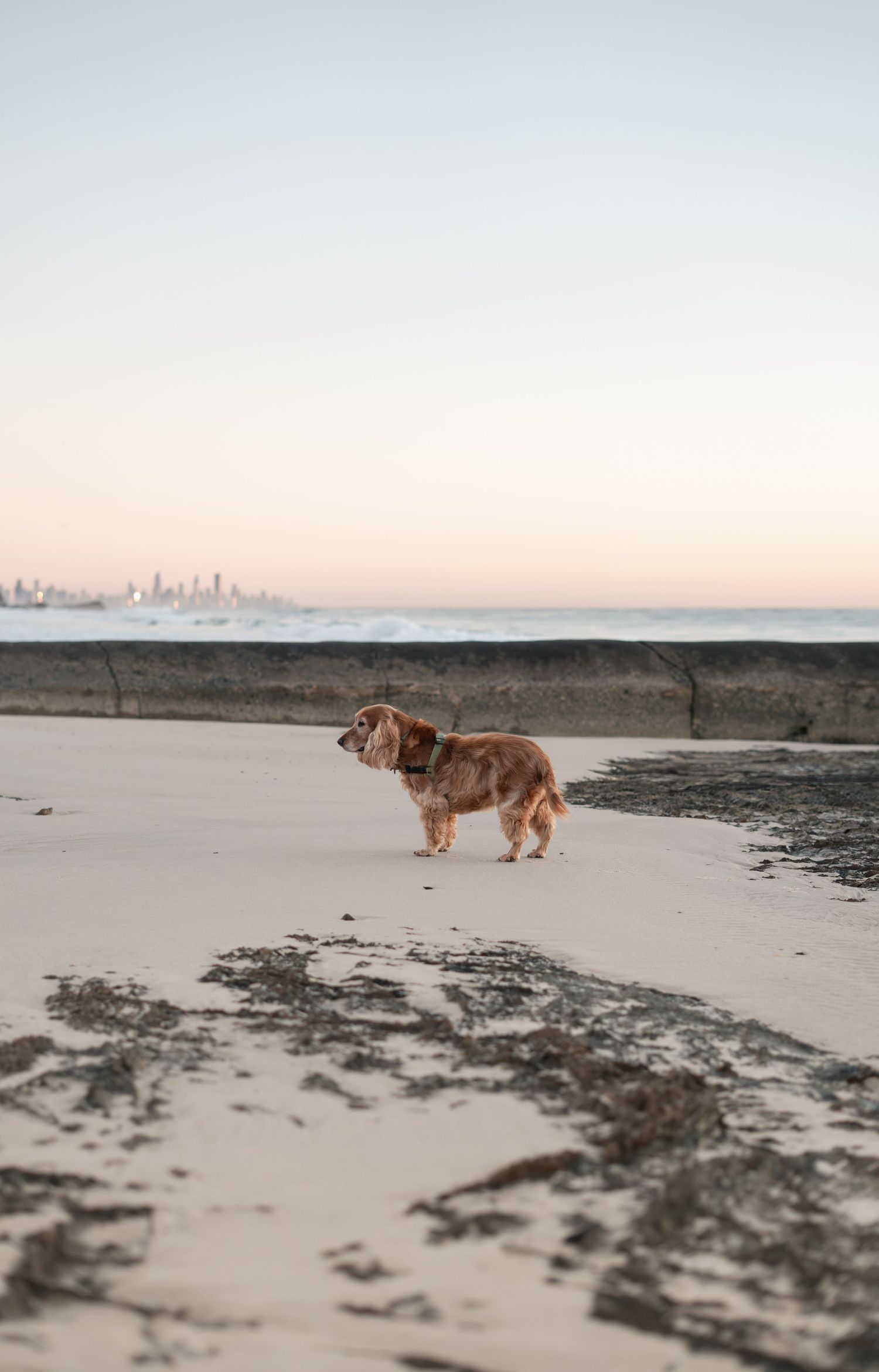 Dog pondering life at Currumbin Beach during a natural Gold Coast dog photography session