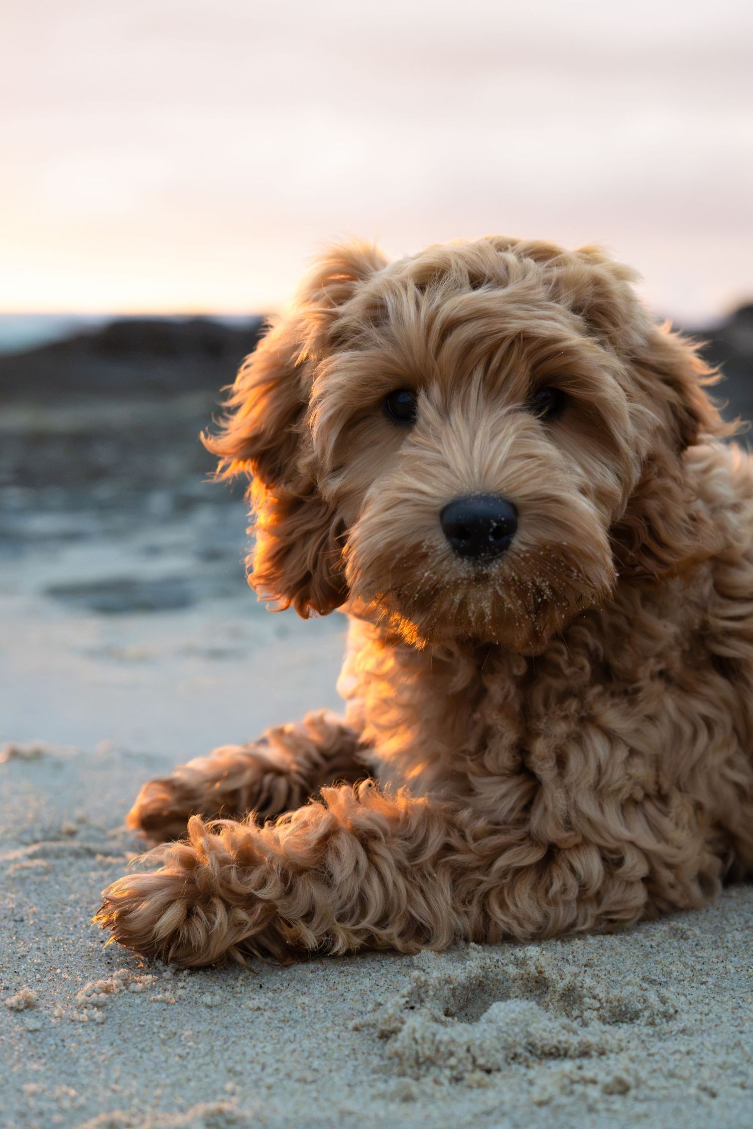 Puppy at Currumbin Beach during a natural Gold Coast dog photography session
