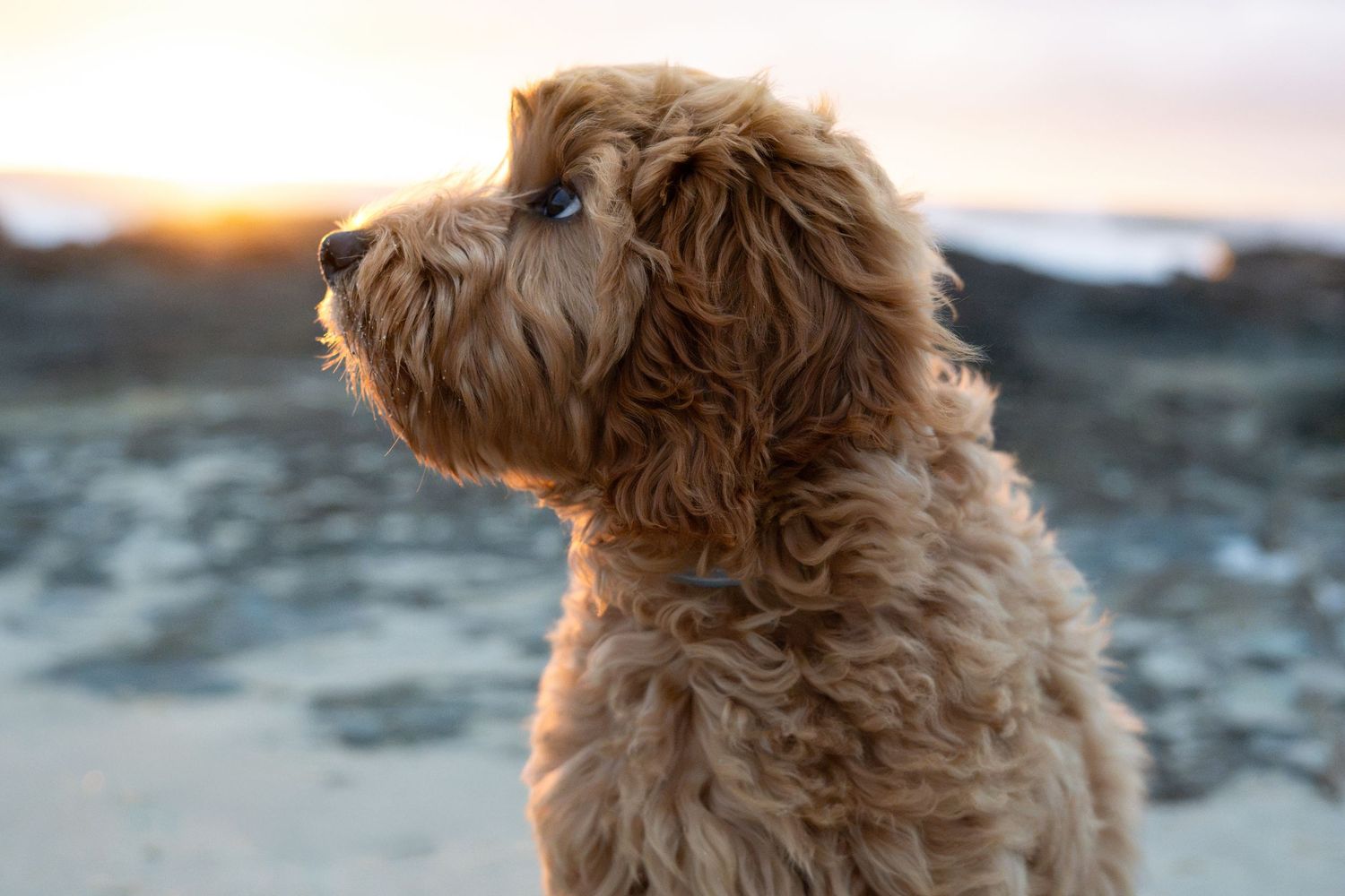 Puppy at Currumbin Beach during a natural Gold Coast dog photography session