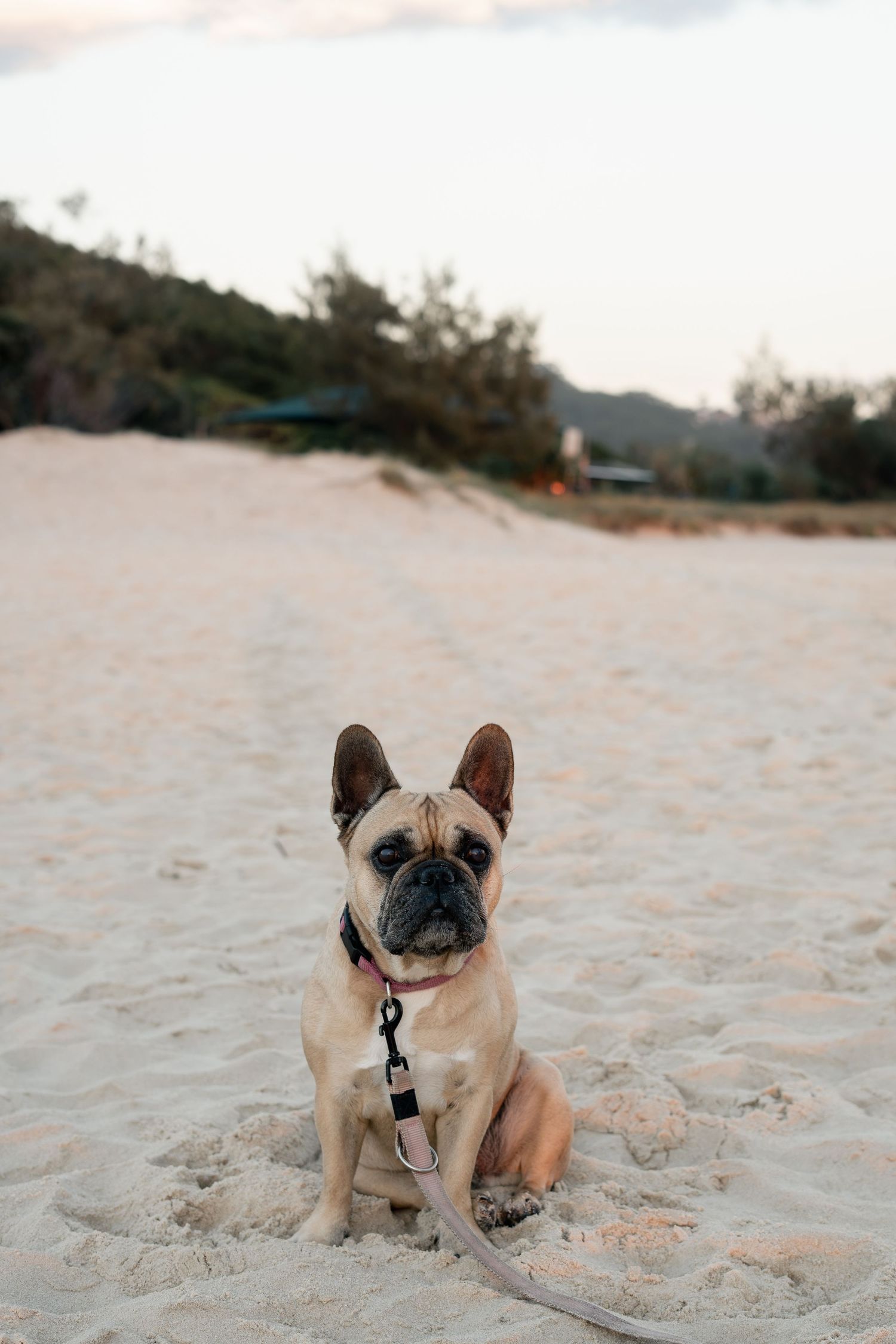 Dog sitting at Currumbin Beach during a natural Gold Coast dog photography session