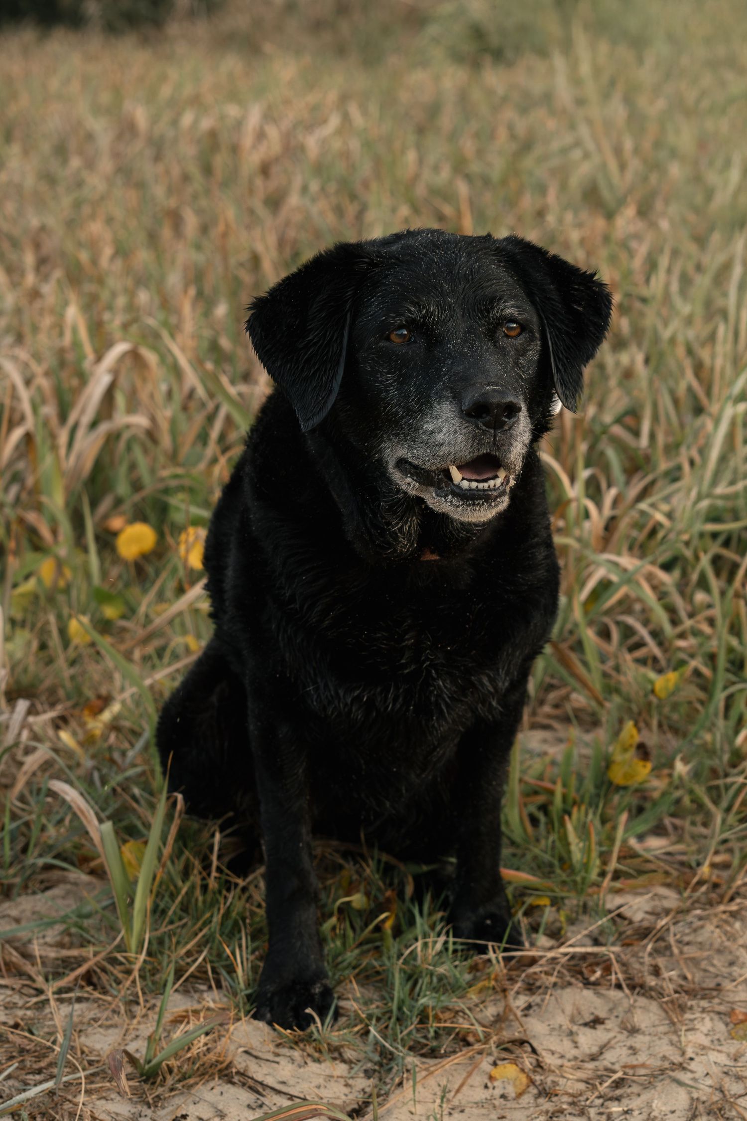 Dog at Currumbin Beach during pet photography session