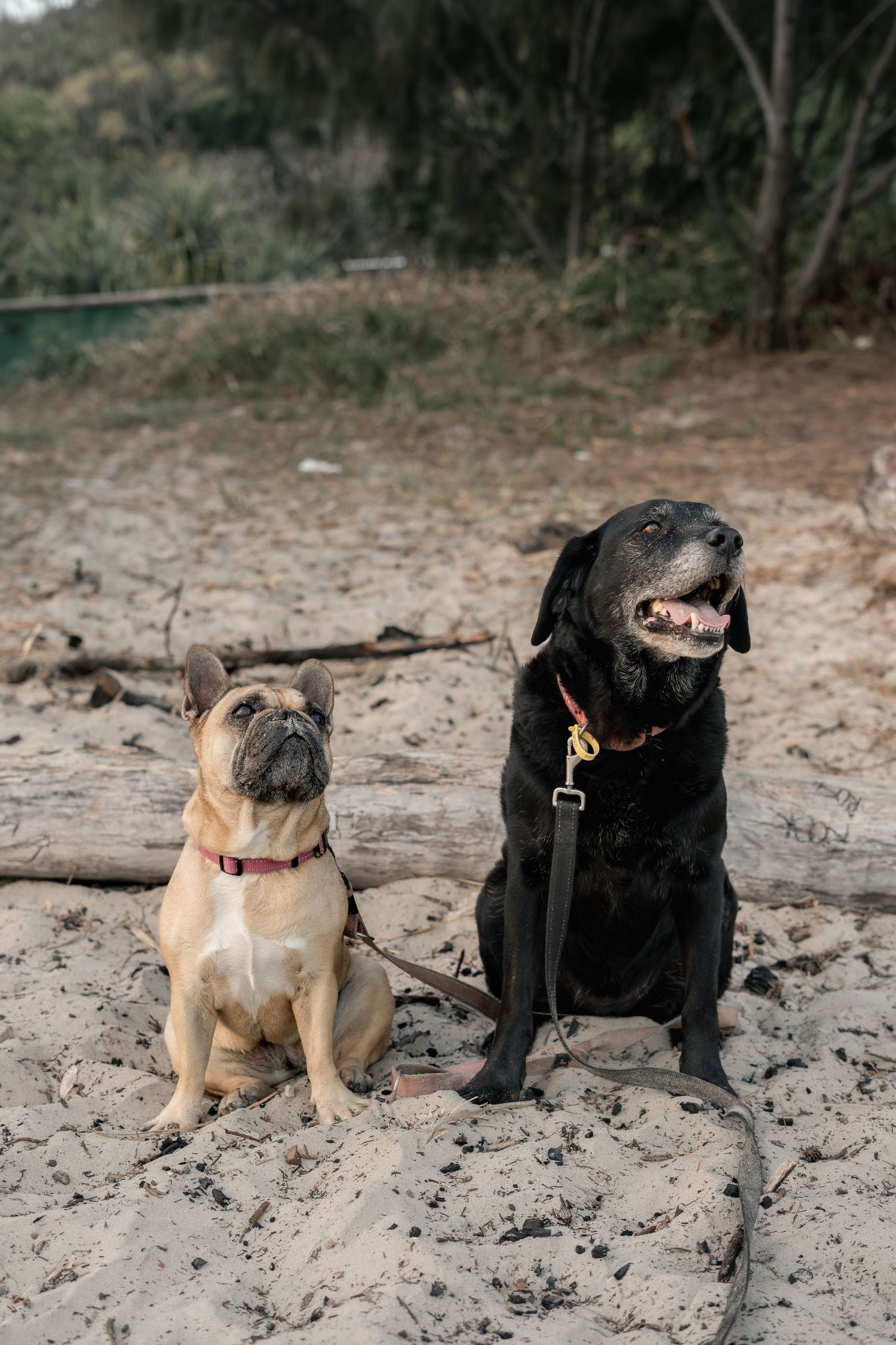 Dogs sitting at Currumbin Beach during a natural Gold Coast dog photography session