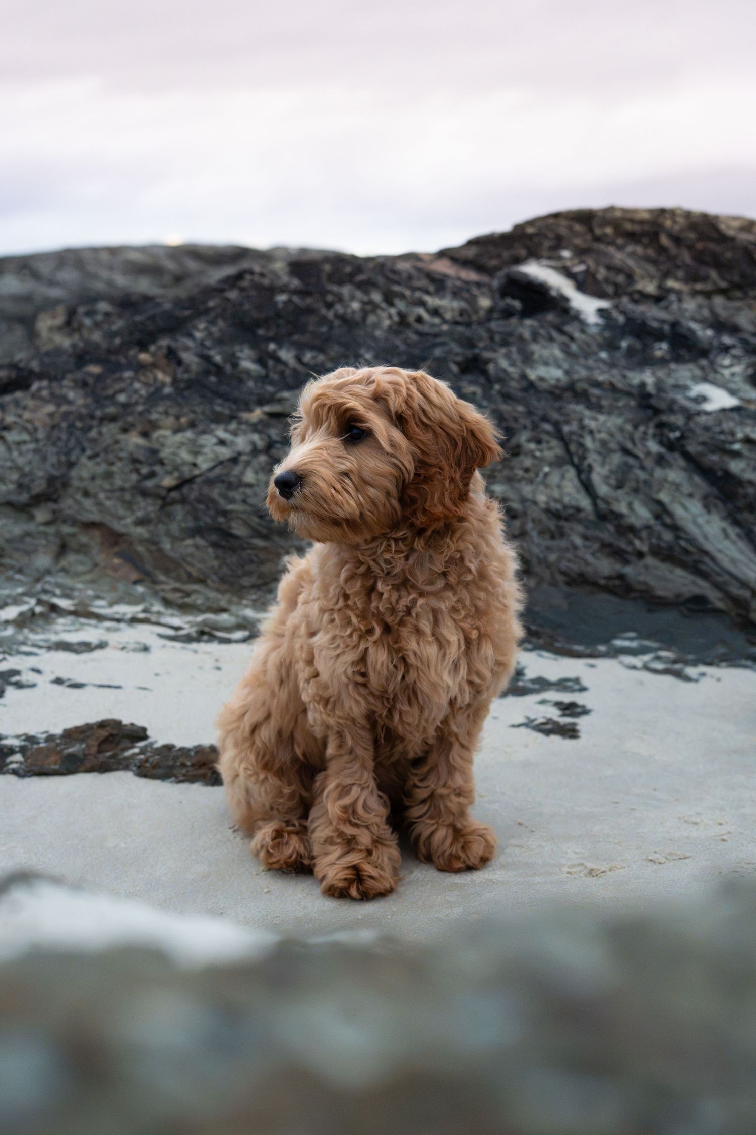 Puppy sitting at Currumbin Beach during a natural Gold Coast dog photography session
