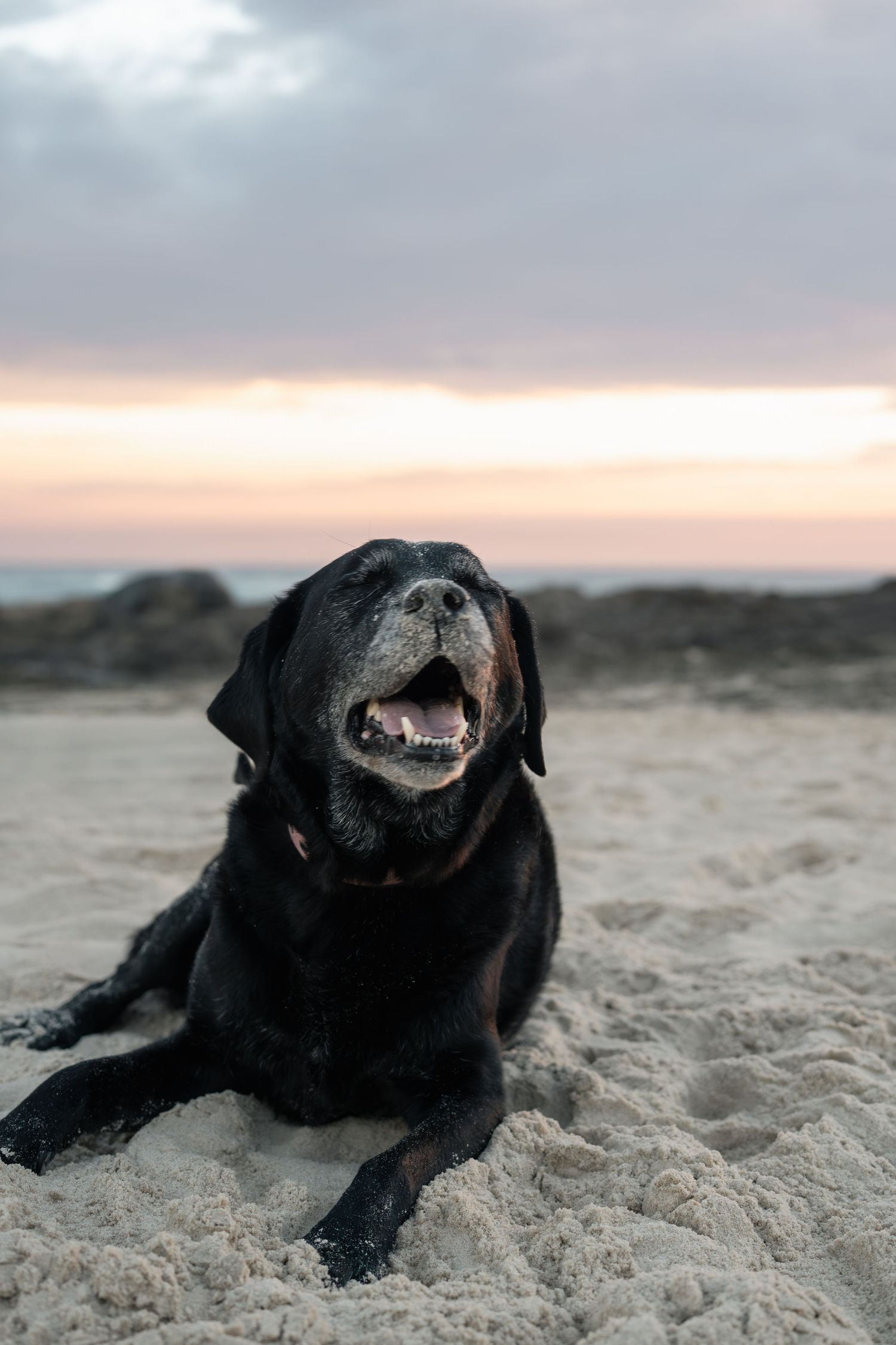 Dog sitting at  Tugun Beach during a natural Gold Coast dog photography session
