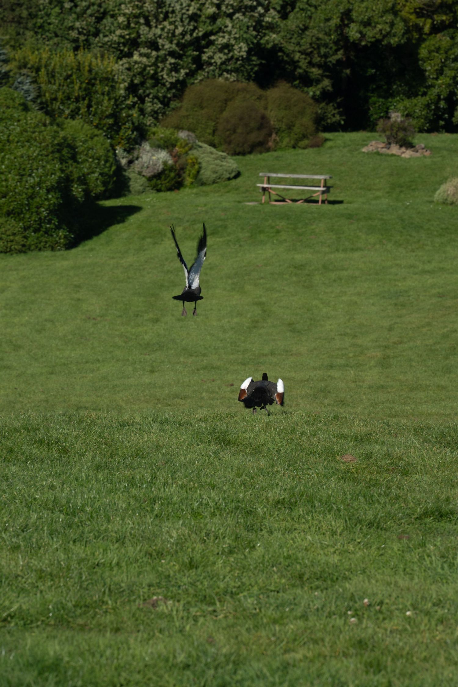 Black and white bird landing on a green lawn near another bird in a sunny park setting.