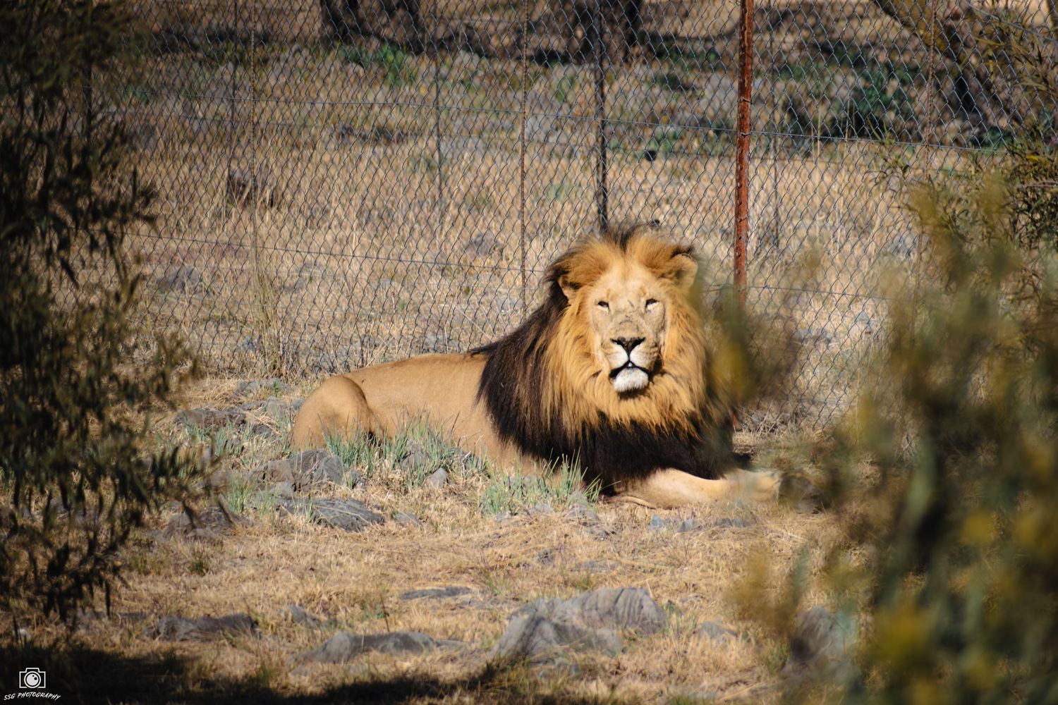 Male lion with majestic mane in wilderness setting.