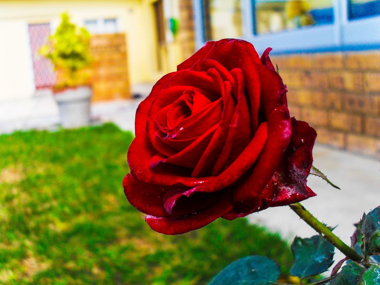 A vibrant red rose with water droplets blooms in a garden setting with a blurred background.