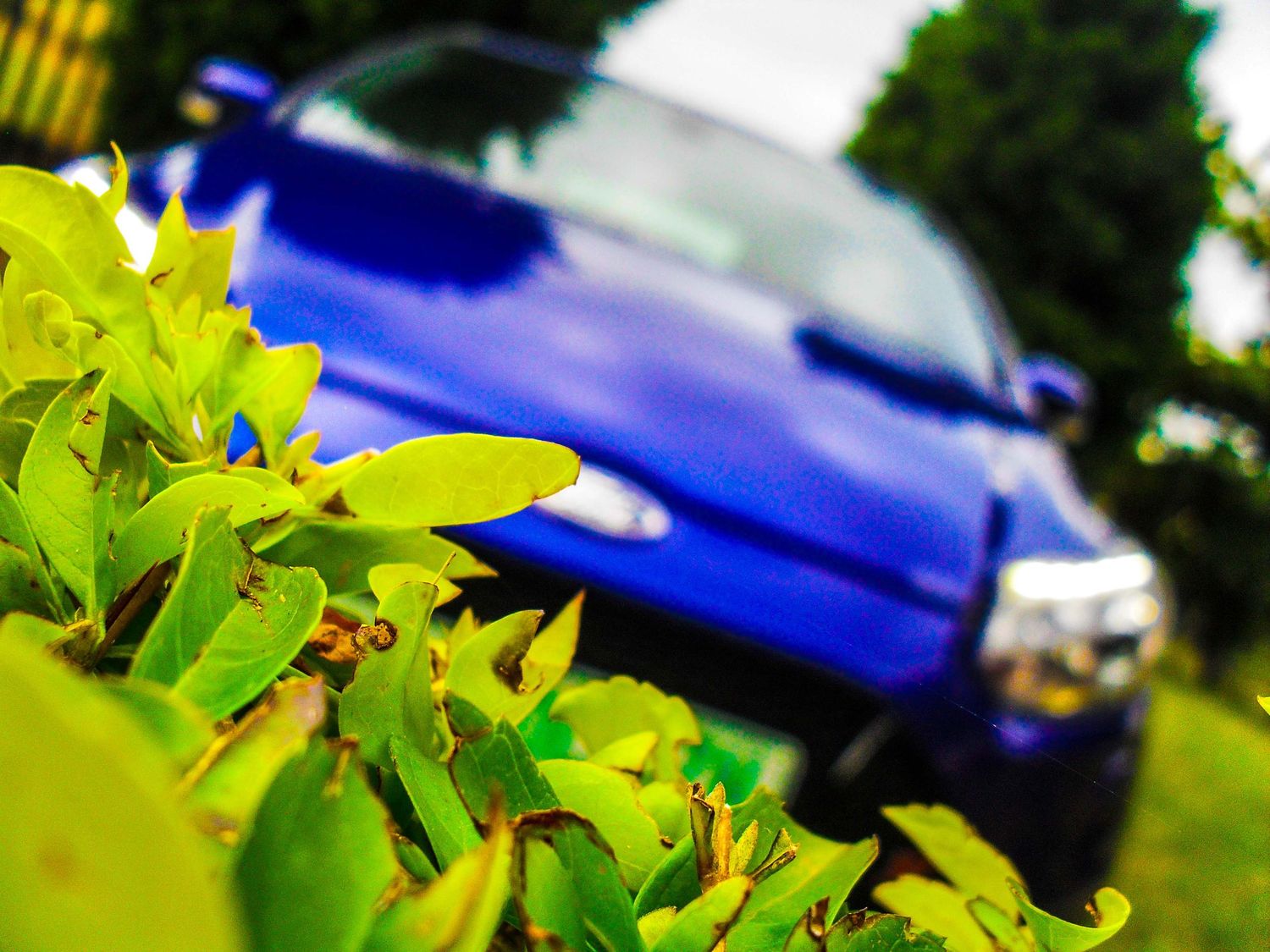 Bright green foliage in foreground with blurred blue car visible in background on grassy lawn.