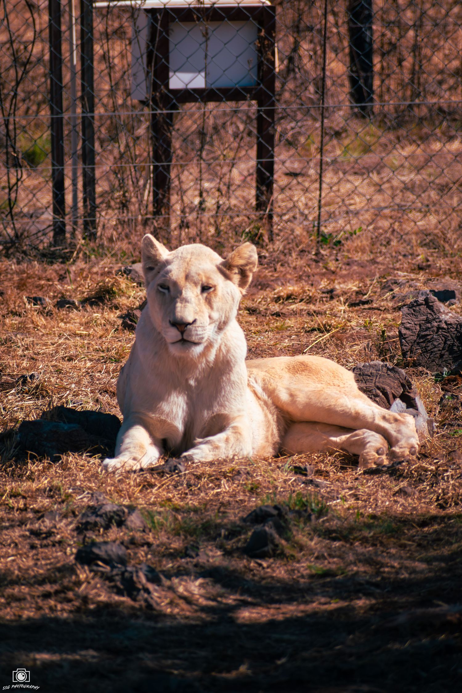 White lions resting together in autumn forest setting.