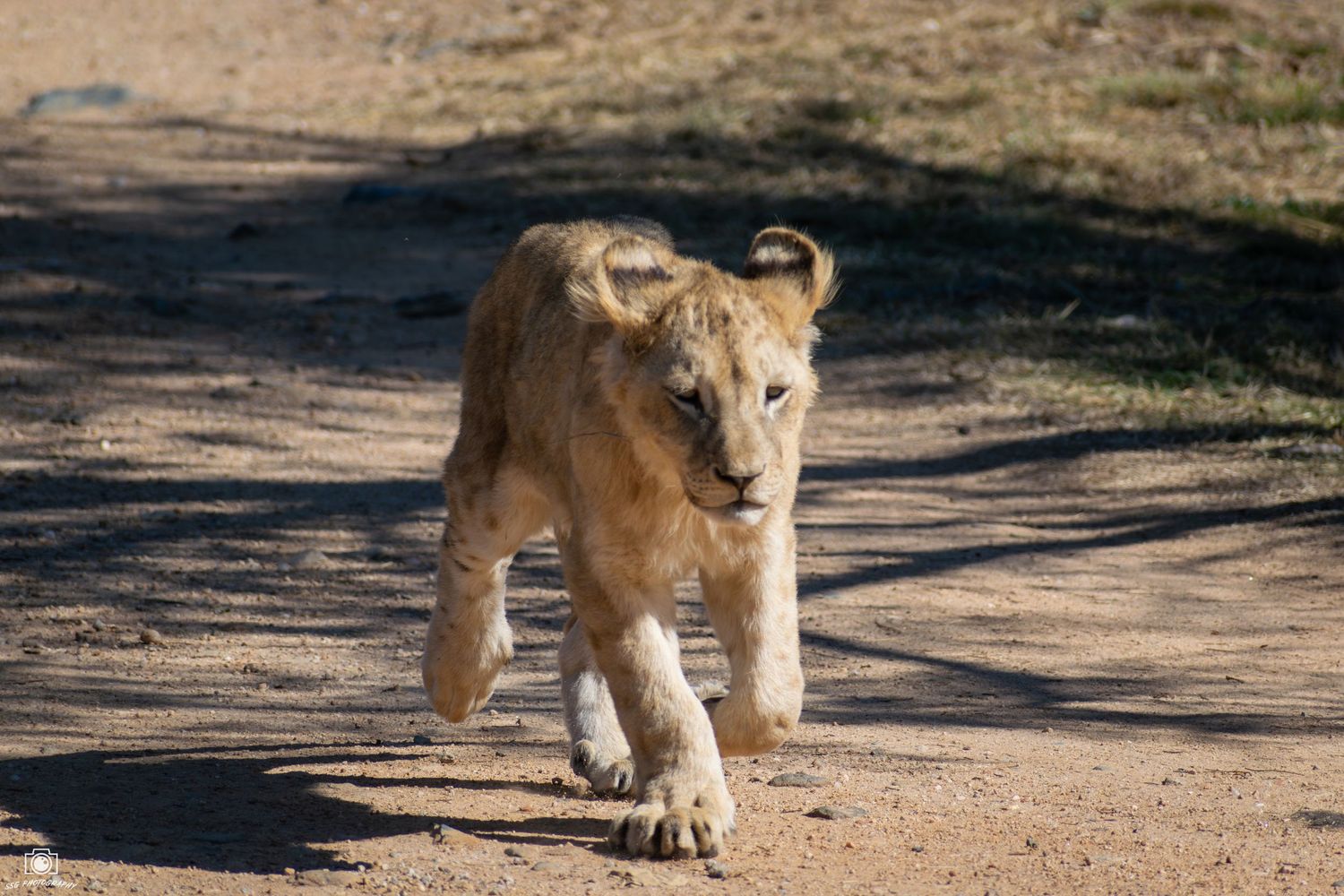 Lion walking on a dusty path in natural habitat.