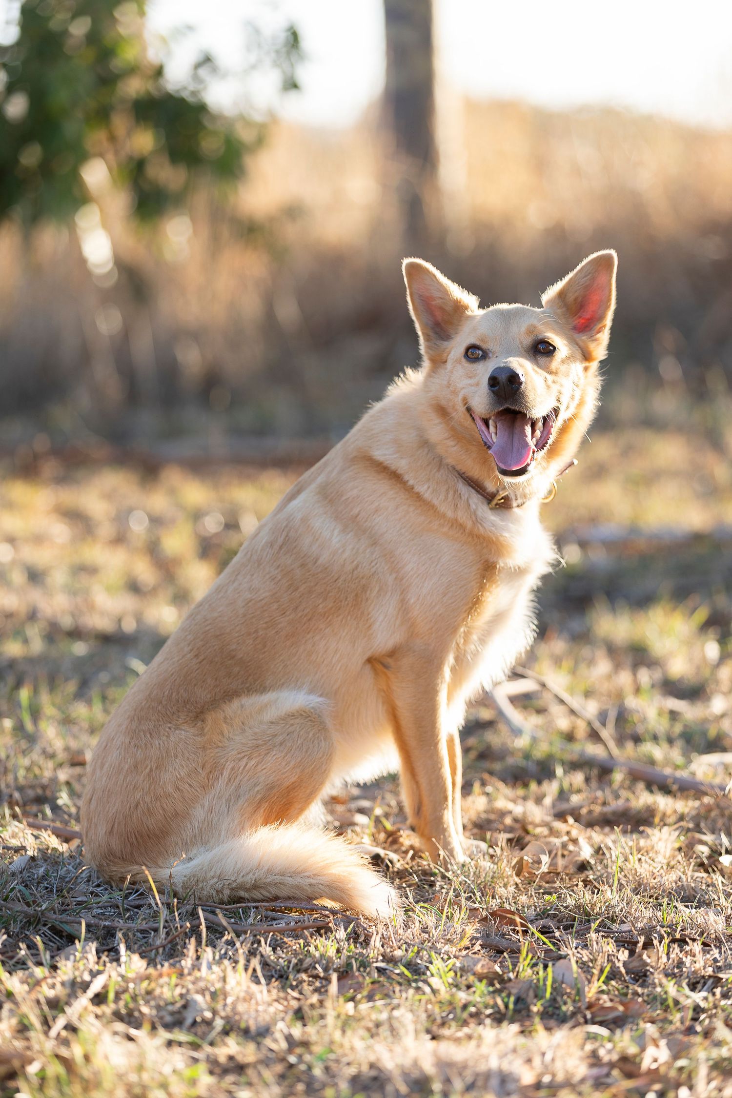 Playful cream-colored dog poses in a sunny field.