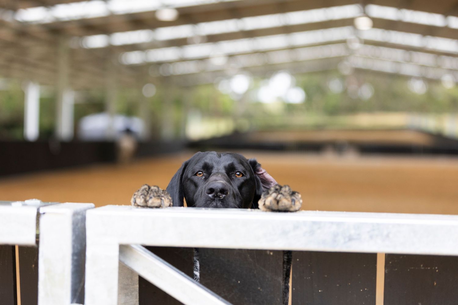 Large covered equestrian arena with natural lighting and sand footing.